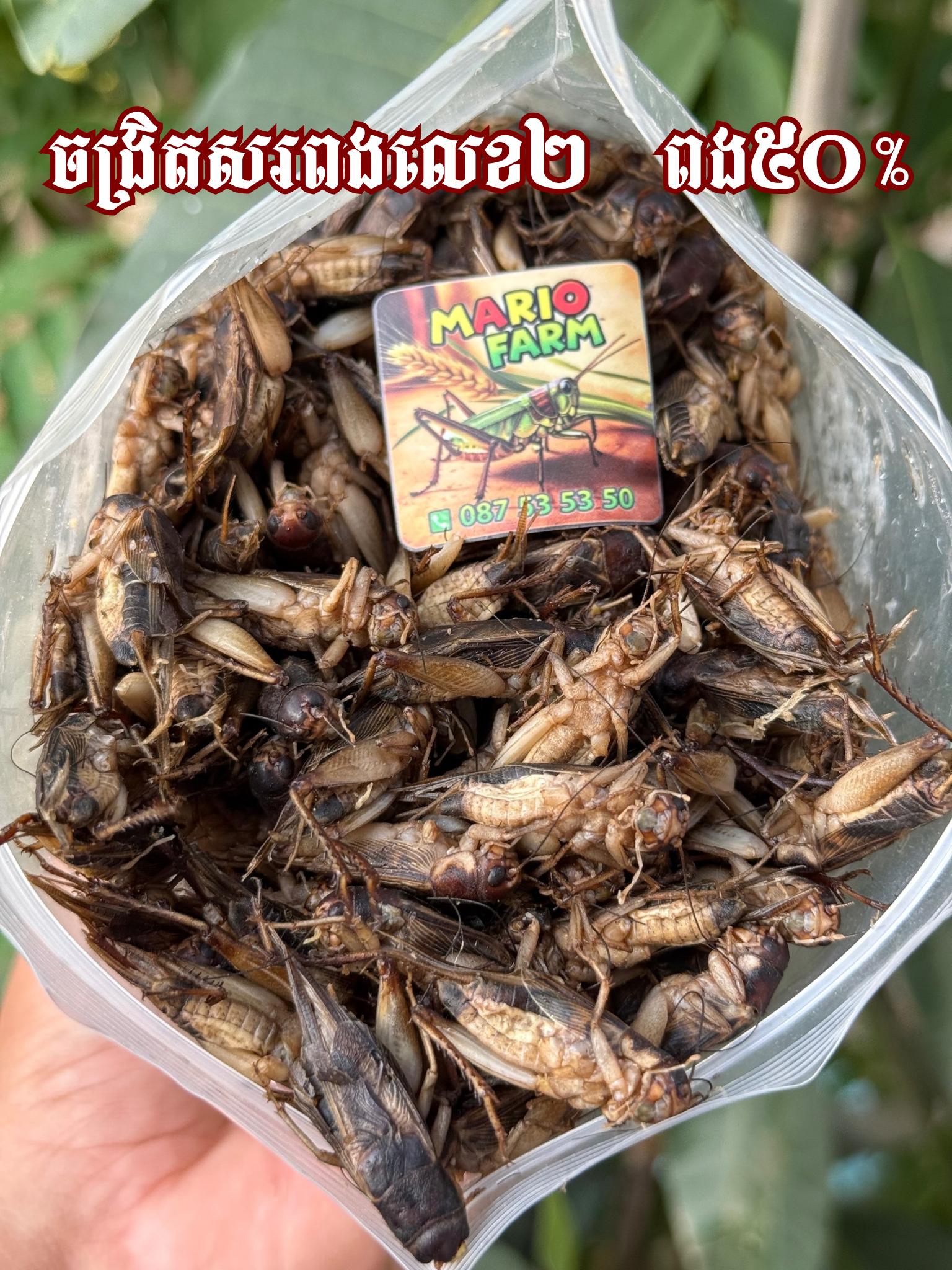ចង្រិតសរពងលេខ២​ ពង​30%