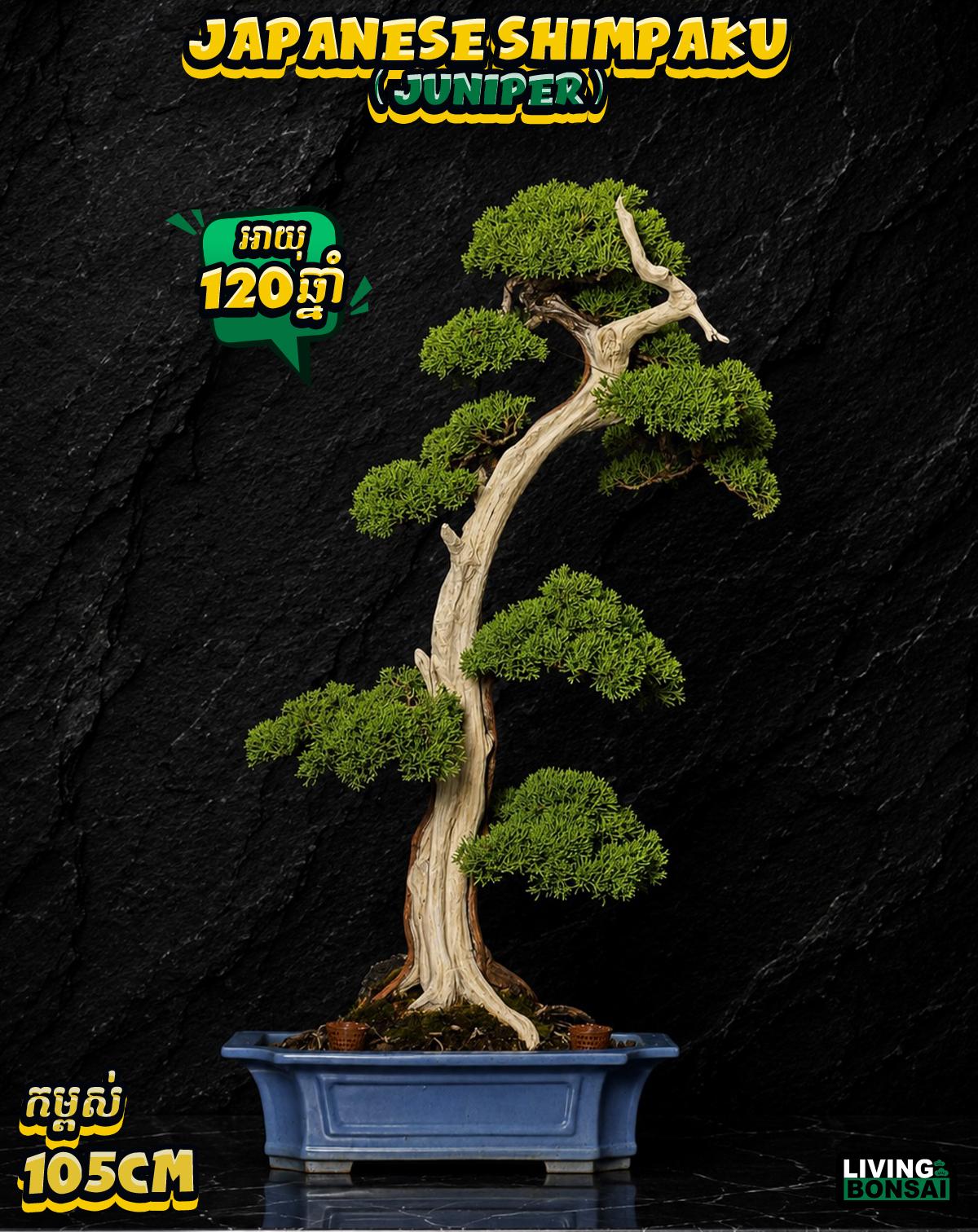 ប្រភេទដើម : Shimpaku ( Juniper ) 🌳🇯🇵✨