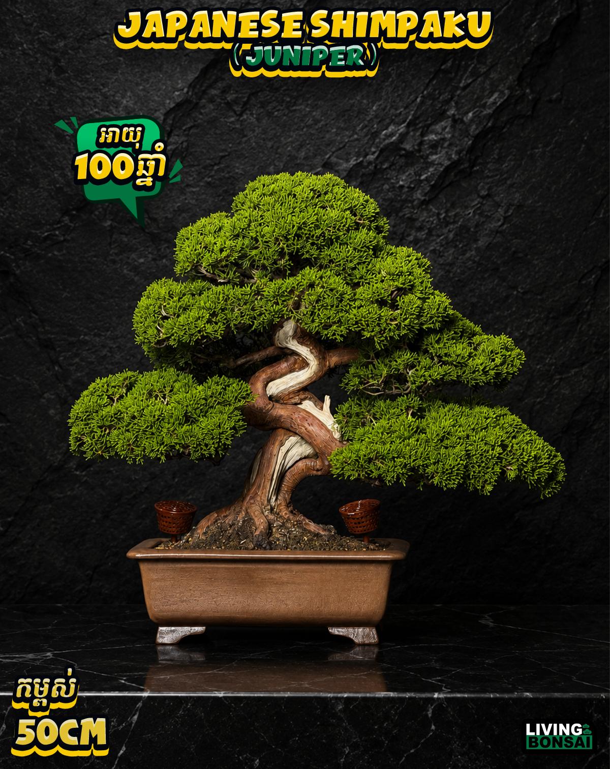 ប្រភេទដើម : Shimpaku ( Juniper ) 🌳🇯🇵✨