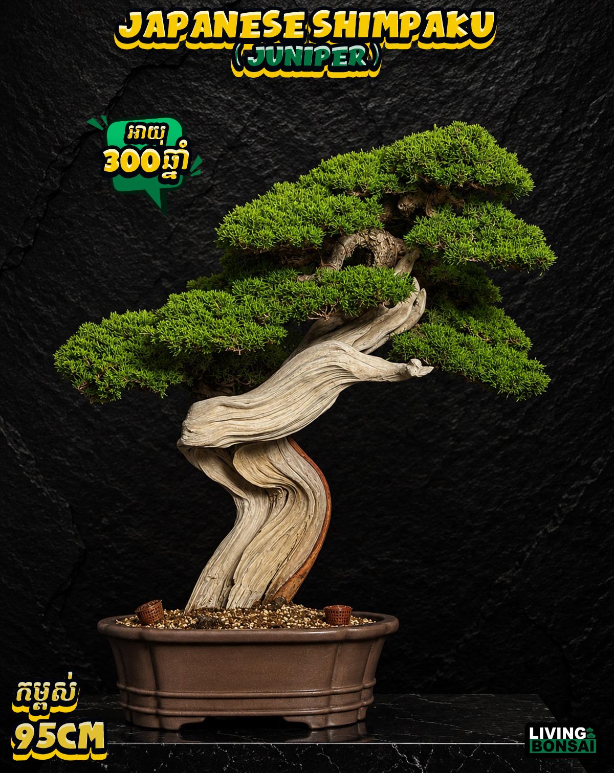 ប្រភេទដើម : Shimpaku ( Juniper ) 🌳🇯🇵✨