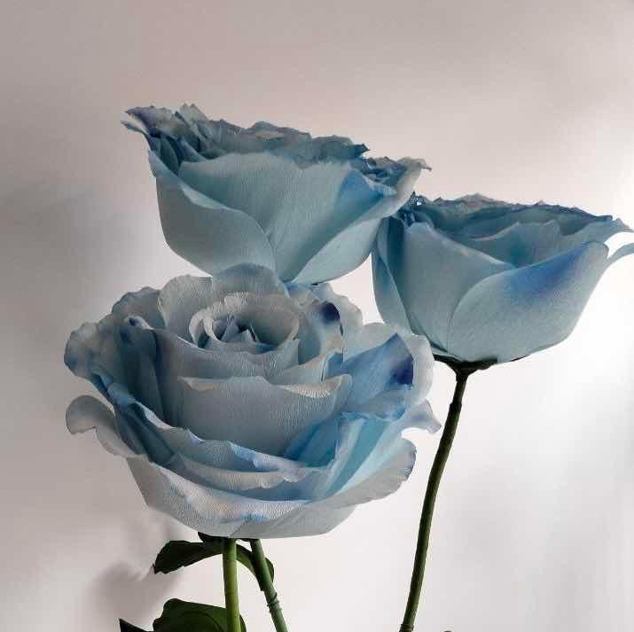 ឈុតកុលាប Blue Sea 3ទង