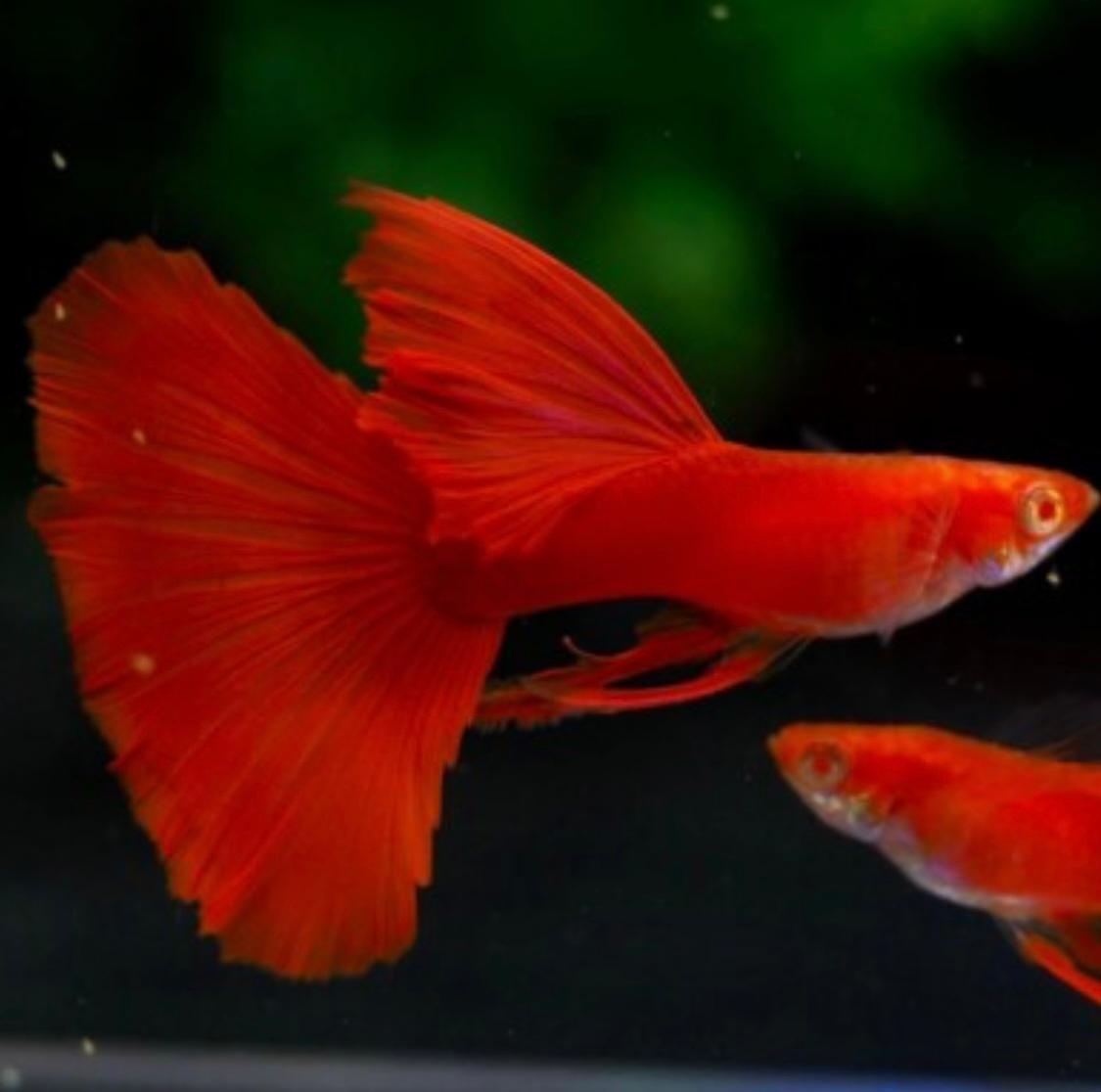 ត្រី 7 ពណ៌ Full Red Guppy