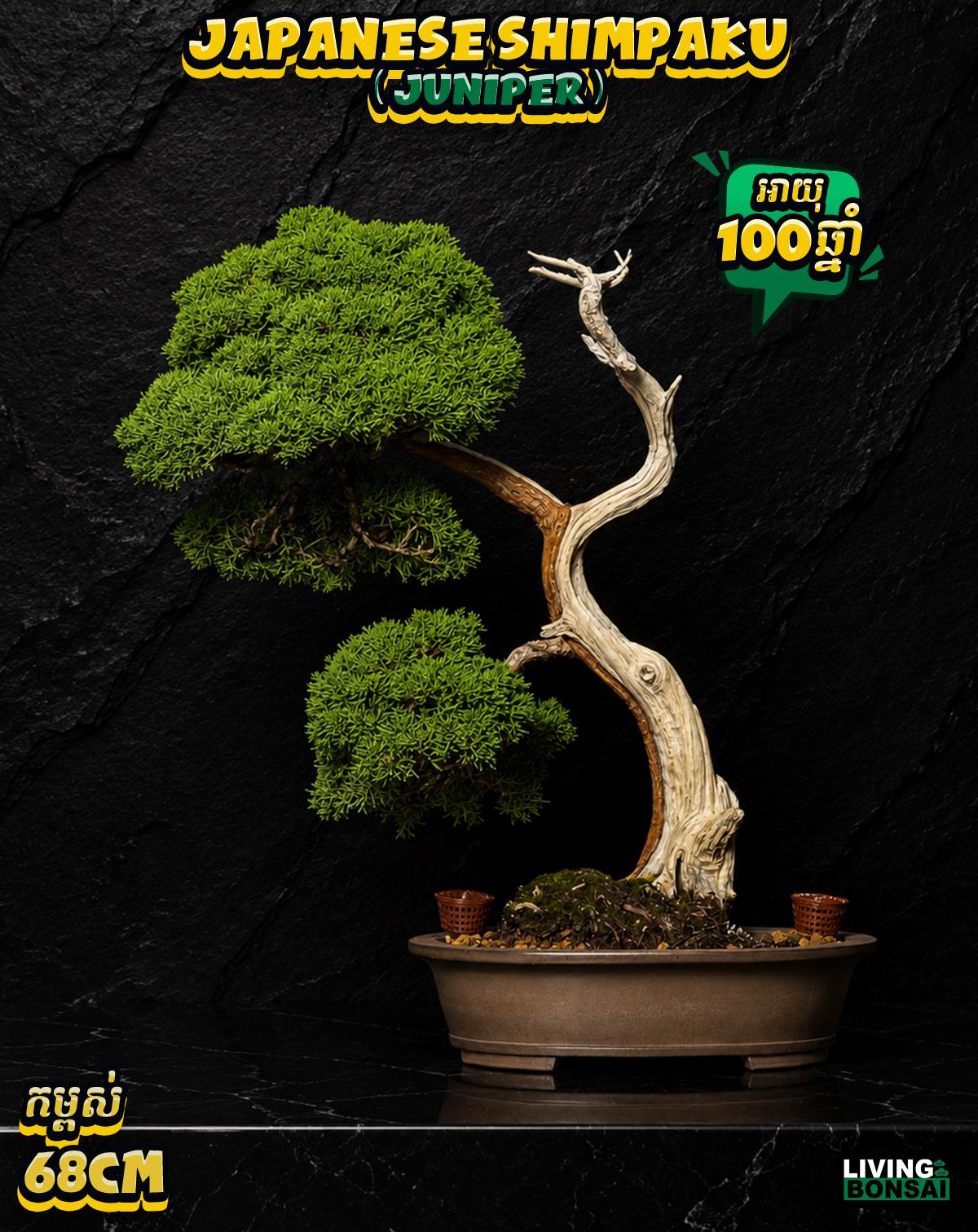 ប្រភេទដើម : Shimpaku ( Juniper ) 🌳🇯🇵✨