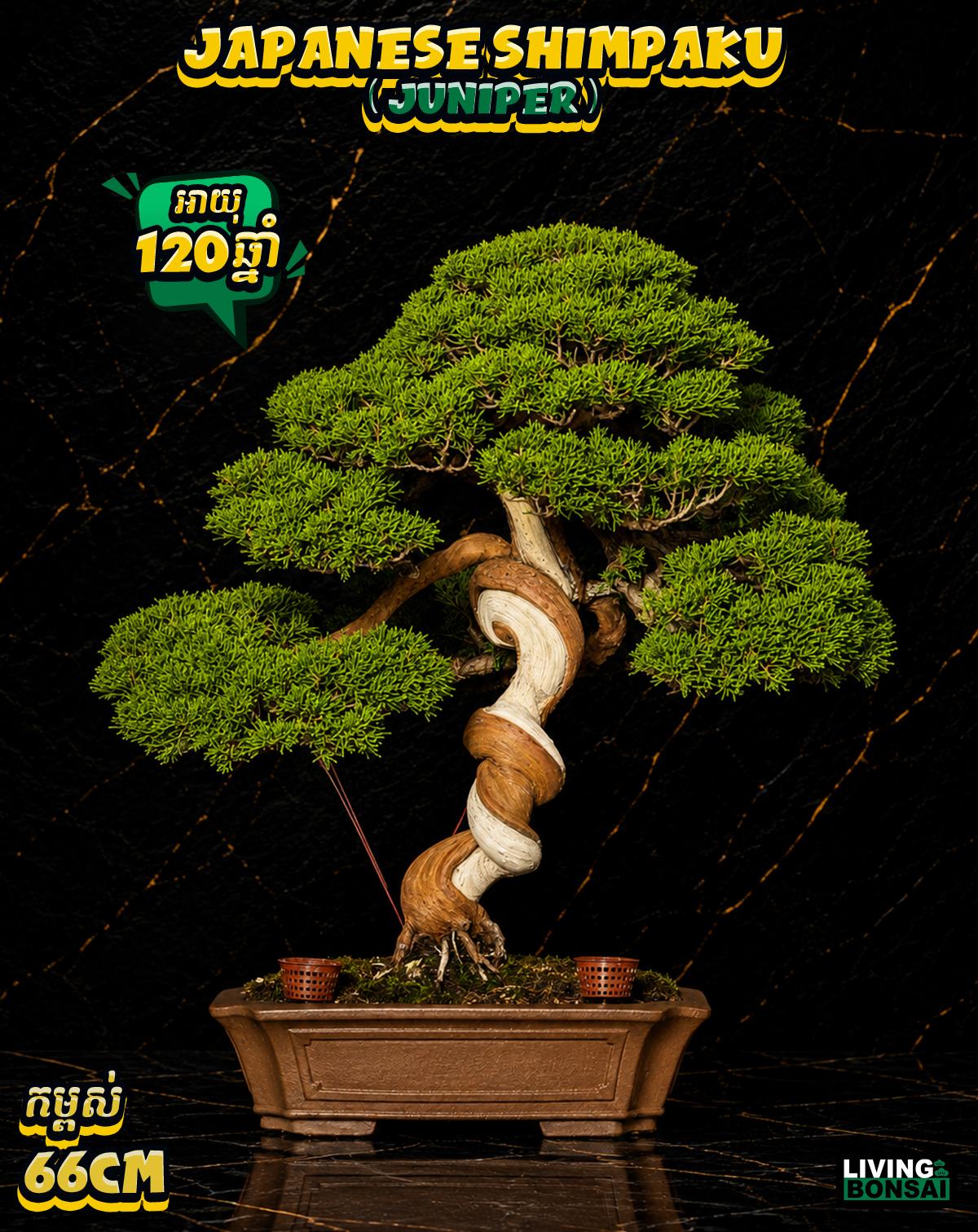 ប្រភេទដើម : Shimpaku ( Juniper ) 🌳🇯🇵✨