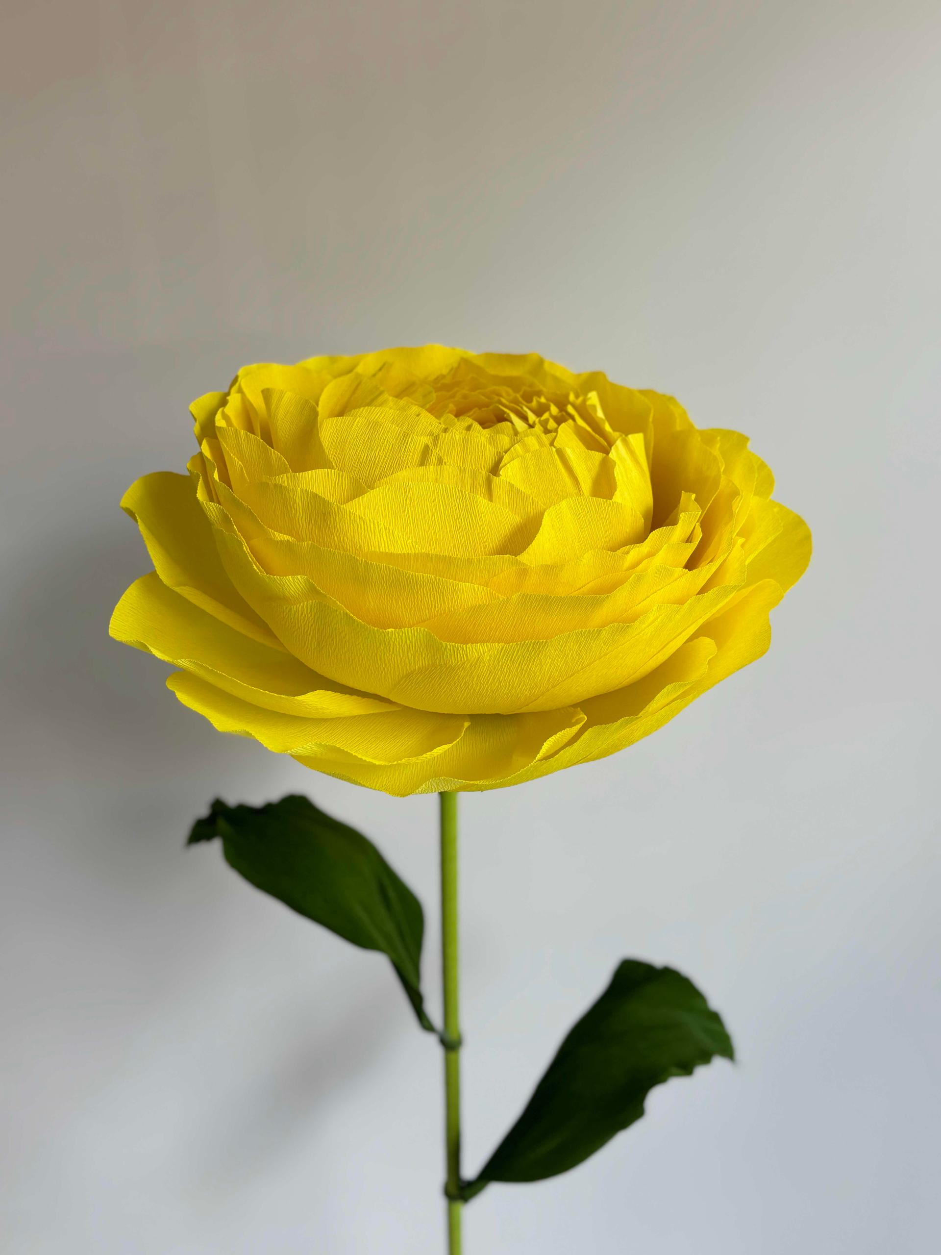 Ranunculus Flower