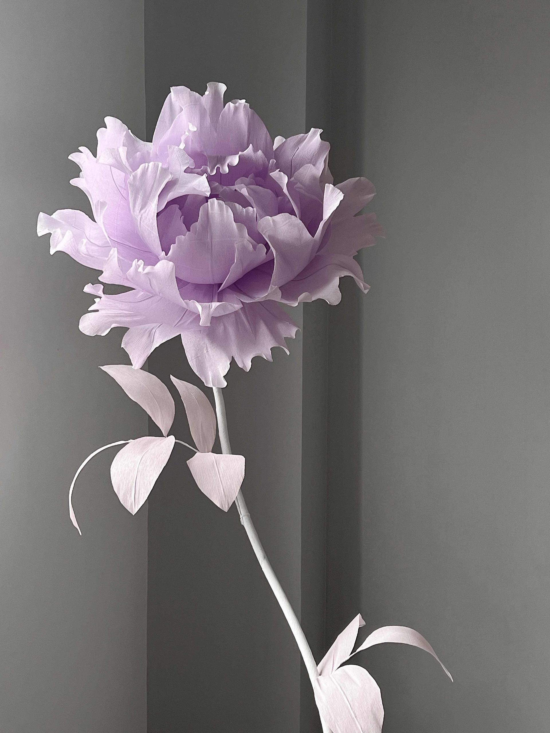 Peony flower ( ផ្កាមូតាន)