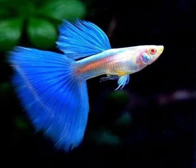 ត្រី 7 ពណ៌ Blue Topaz Guppy