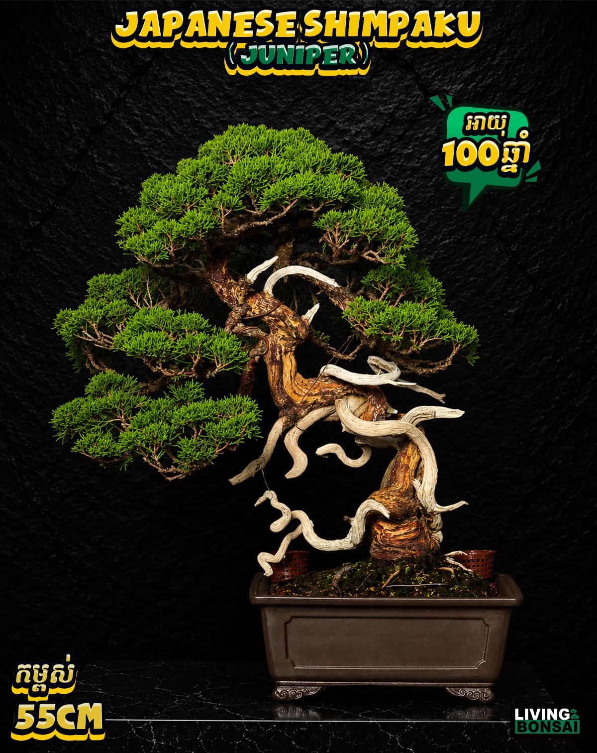 ប្រភេទដើម : Shimpaku ( Juniper ) 🌳🇯🇵✨