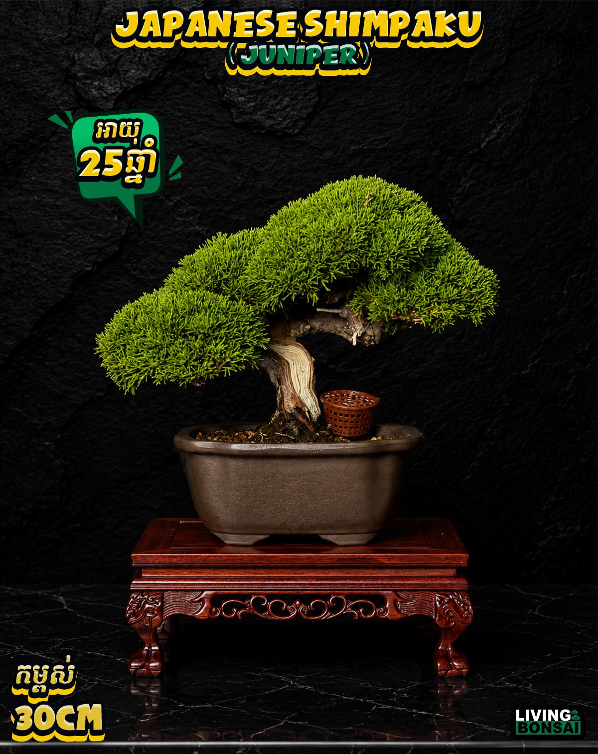ប្រភេទដើម : Shimpaku ( Juniper ) 🌳🇯🇵✨