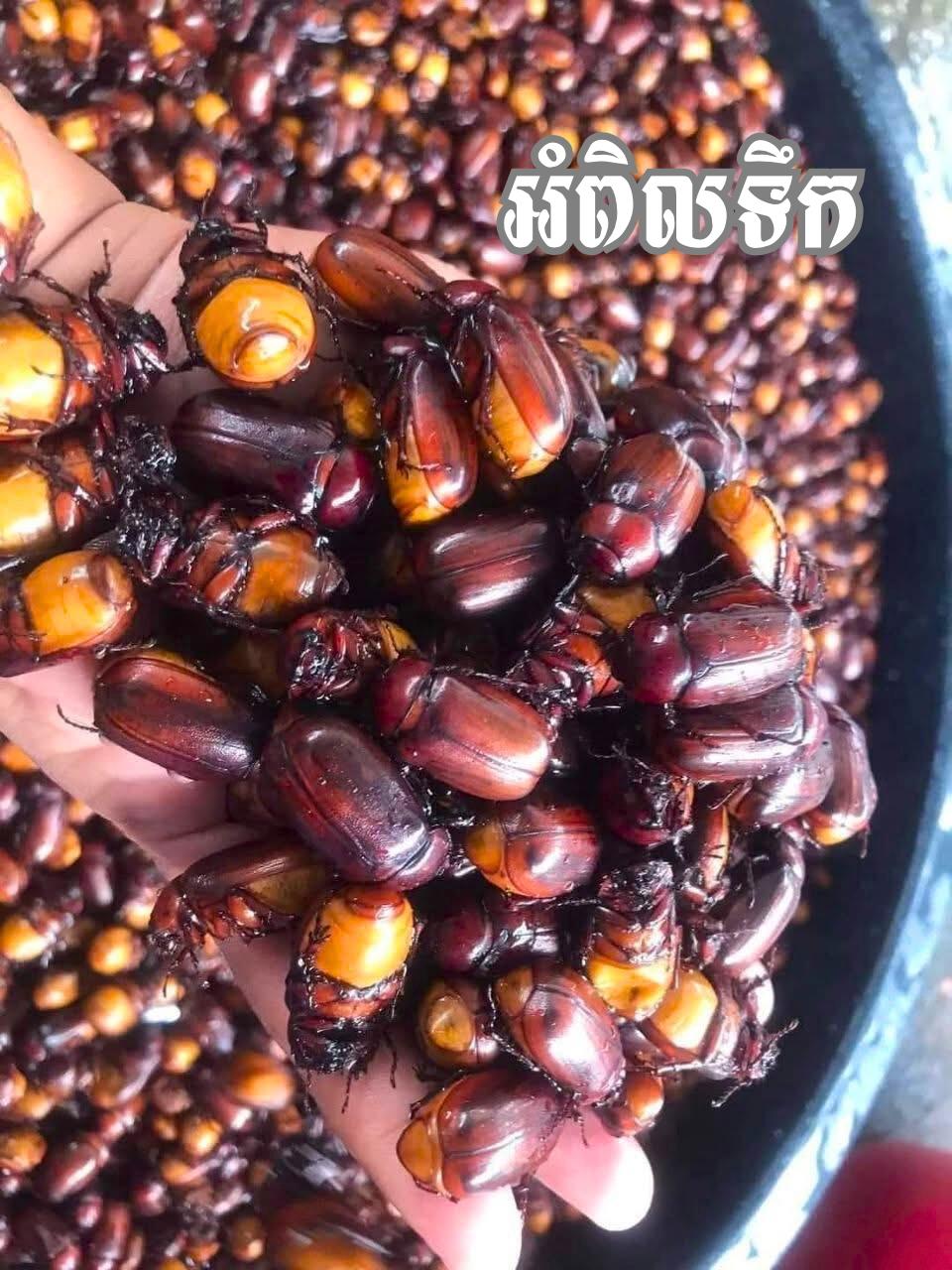អពិលព្រៃ​