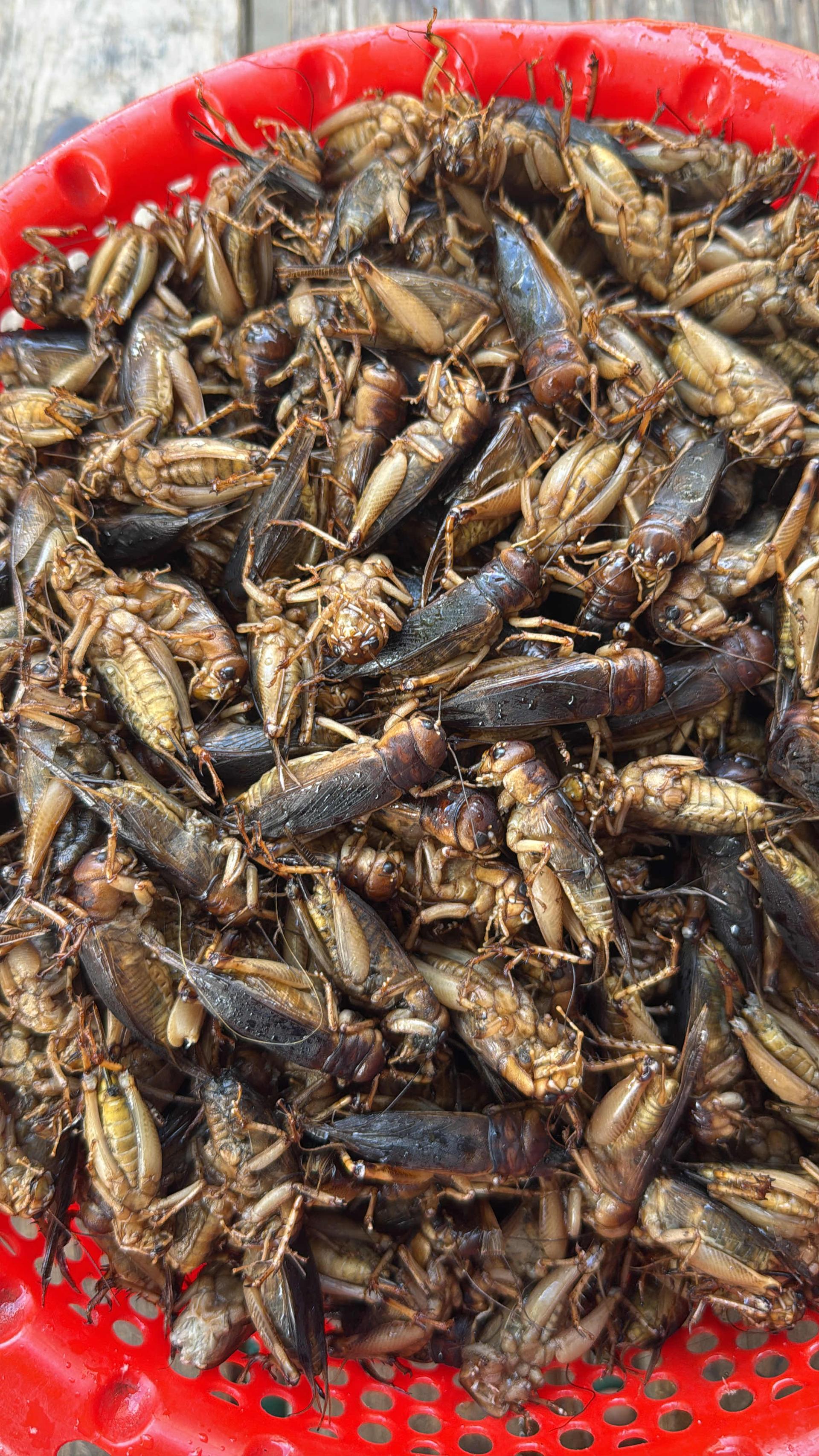 ចង្រិតដូង​ គ្រាប់ធំលេខ១