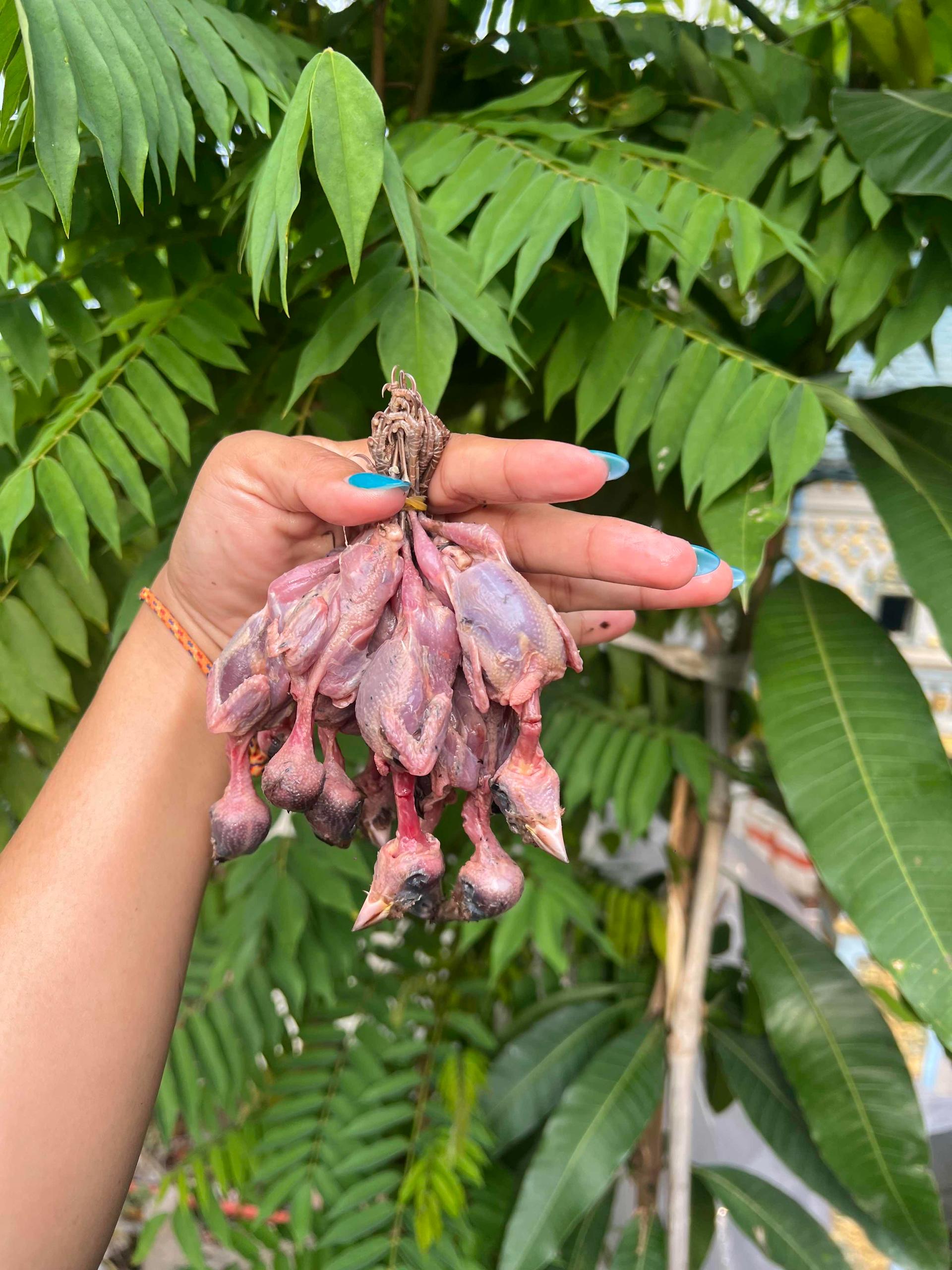កូនចាបស្រែ​  