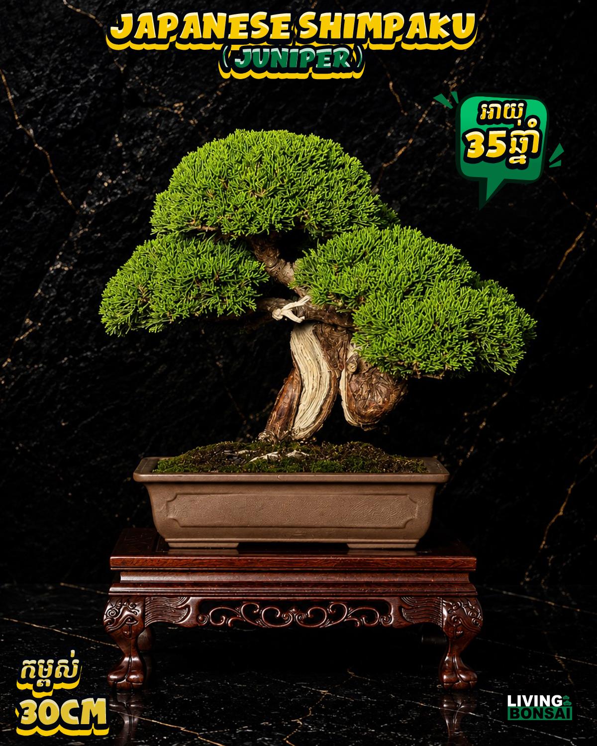ប្រភេទដើម : Shimpaku ( Juniper ) 🌳🇯🇵✨