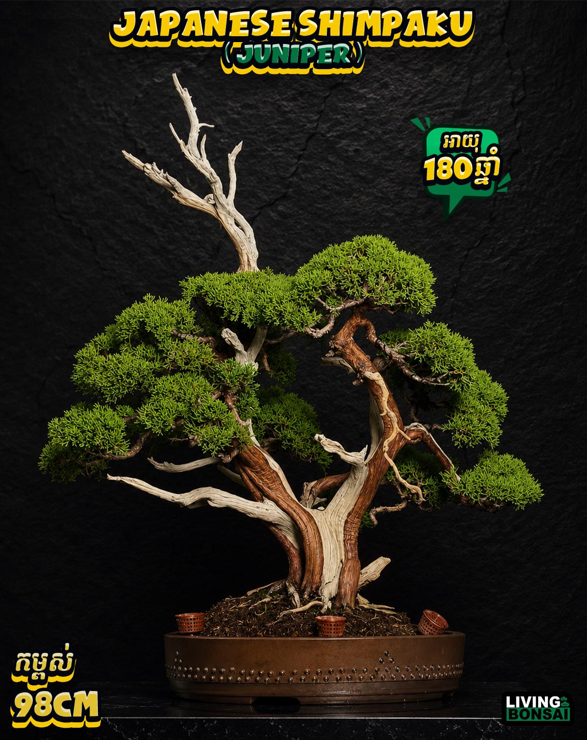 ប្រភេទដើម : Shimpaku ( Juniper ) 🌳🇯🇵✨