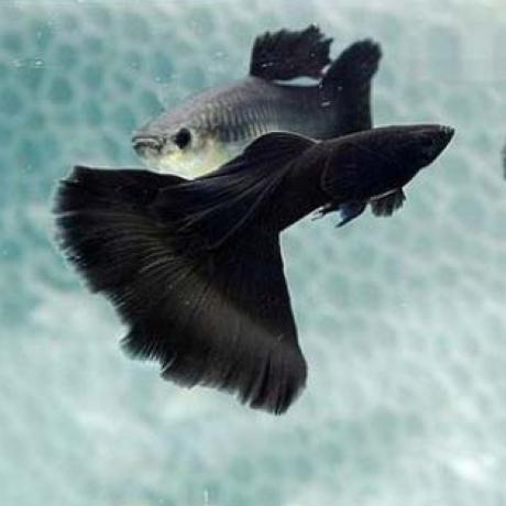 ត្រី 7 ពណ៌ Super Black Guppy