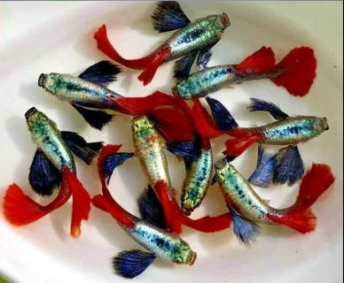 ត្រី 7 ពណ៌ Dumbo Redtail Guppy