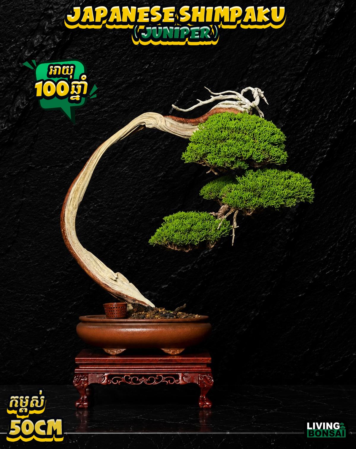 ប្រភេទដើម : Shimpaku ( Juniper ) 🌳🇯🇵✨