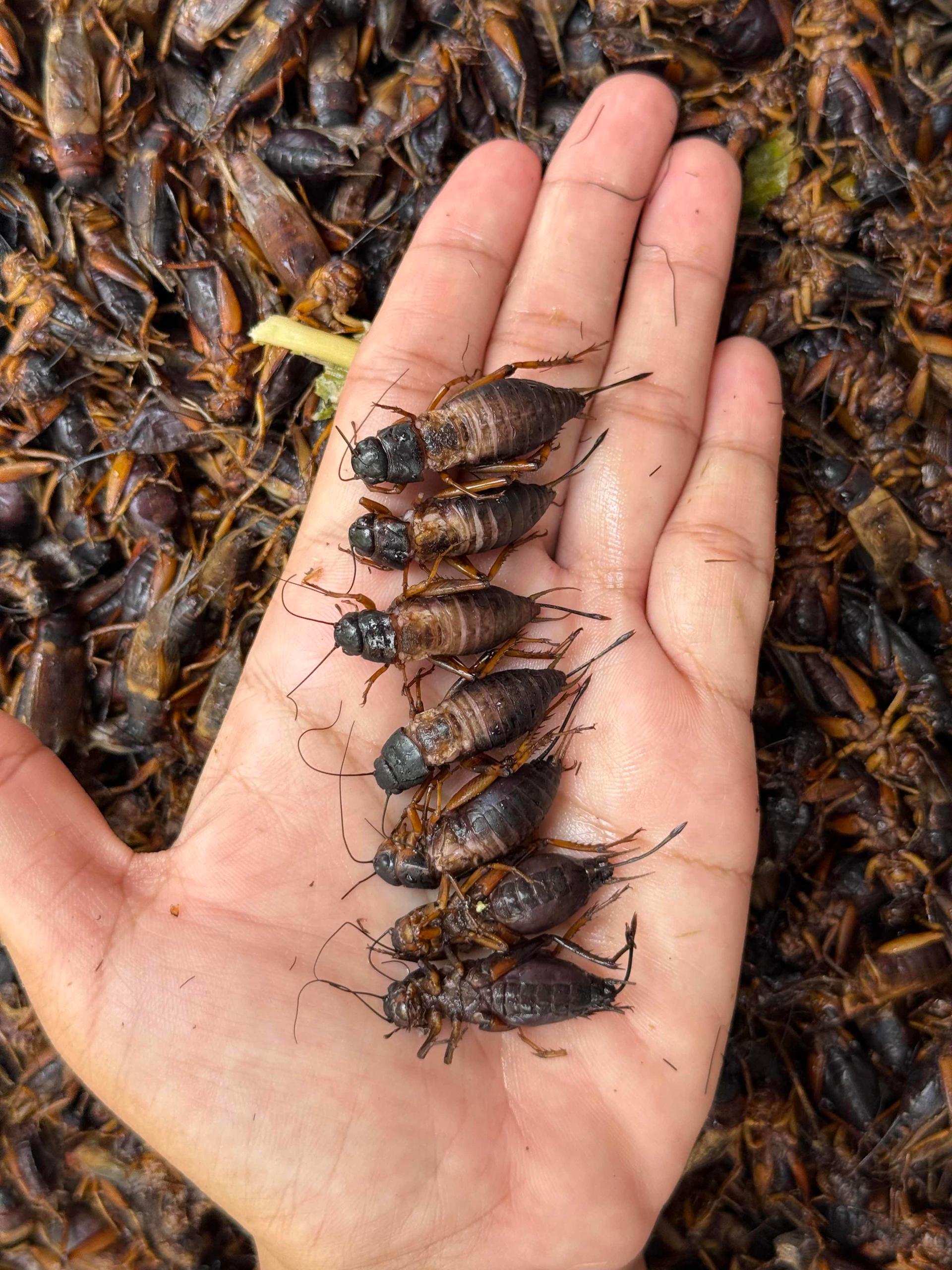 ចង្រិត​ដែក​ប៉ារ៉ាខ្មៅ