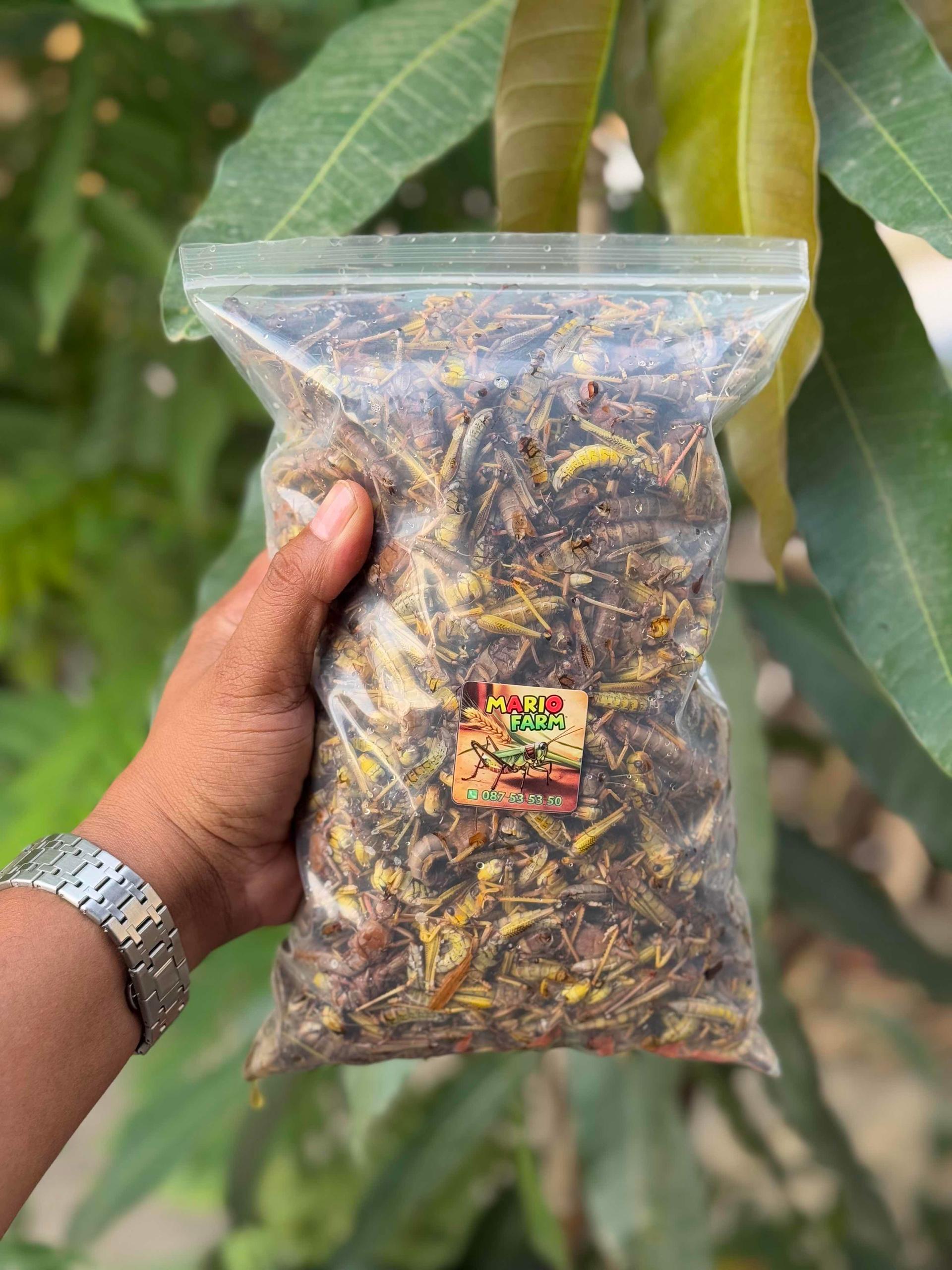 កណ្តូបខ្មែរ​ស្រស់