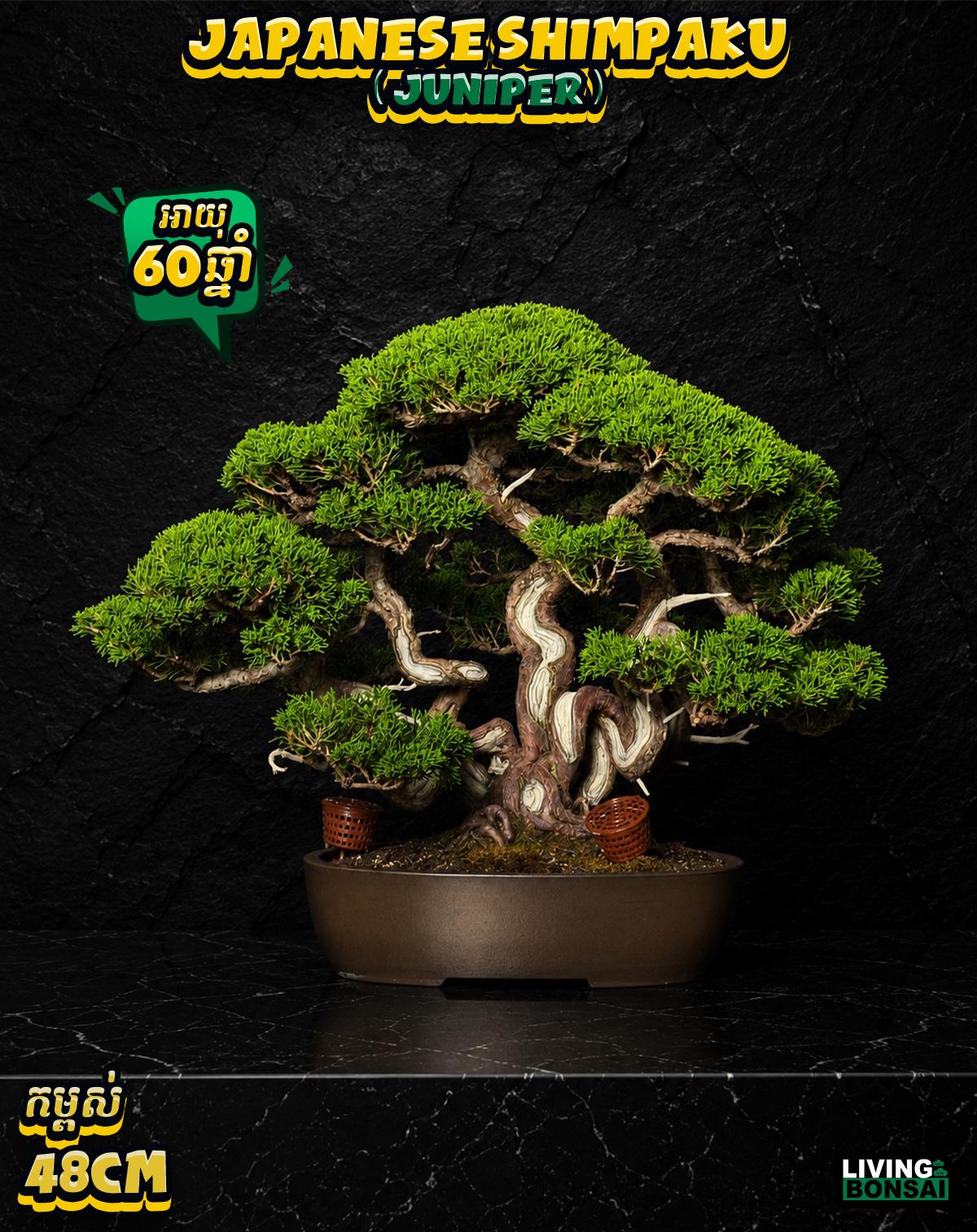 ប្រភេទដើម : Shimpaku ( Juniper ) 🌳🇯🇵✨