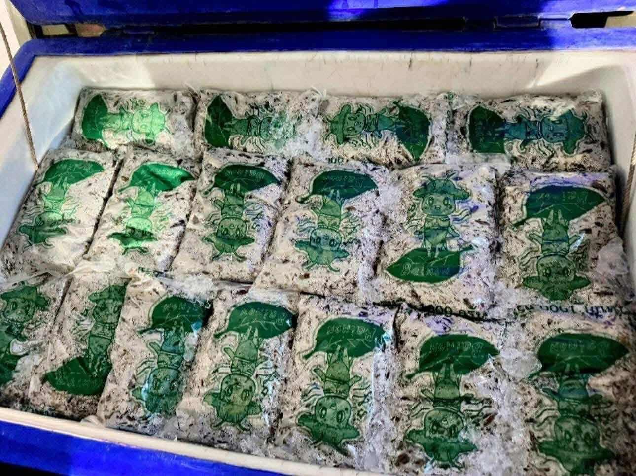 ចង្រិតសរពង​លេខកូដ95%