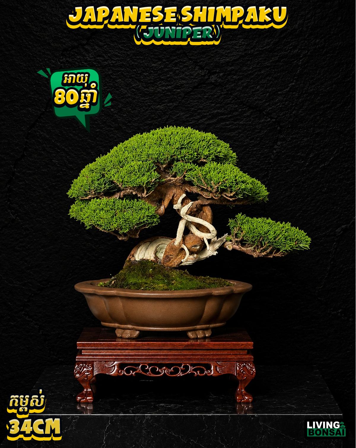 ប្រភេទដើម : Shimpaku ( Juniper ) 🌳🇯🇵✨