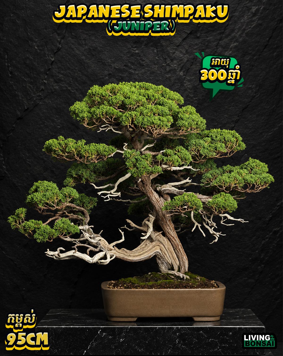 ប្រភេទដើម : Shimpaku ( Juniper ) 🌳🇯🇵✨