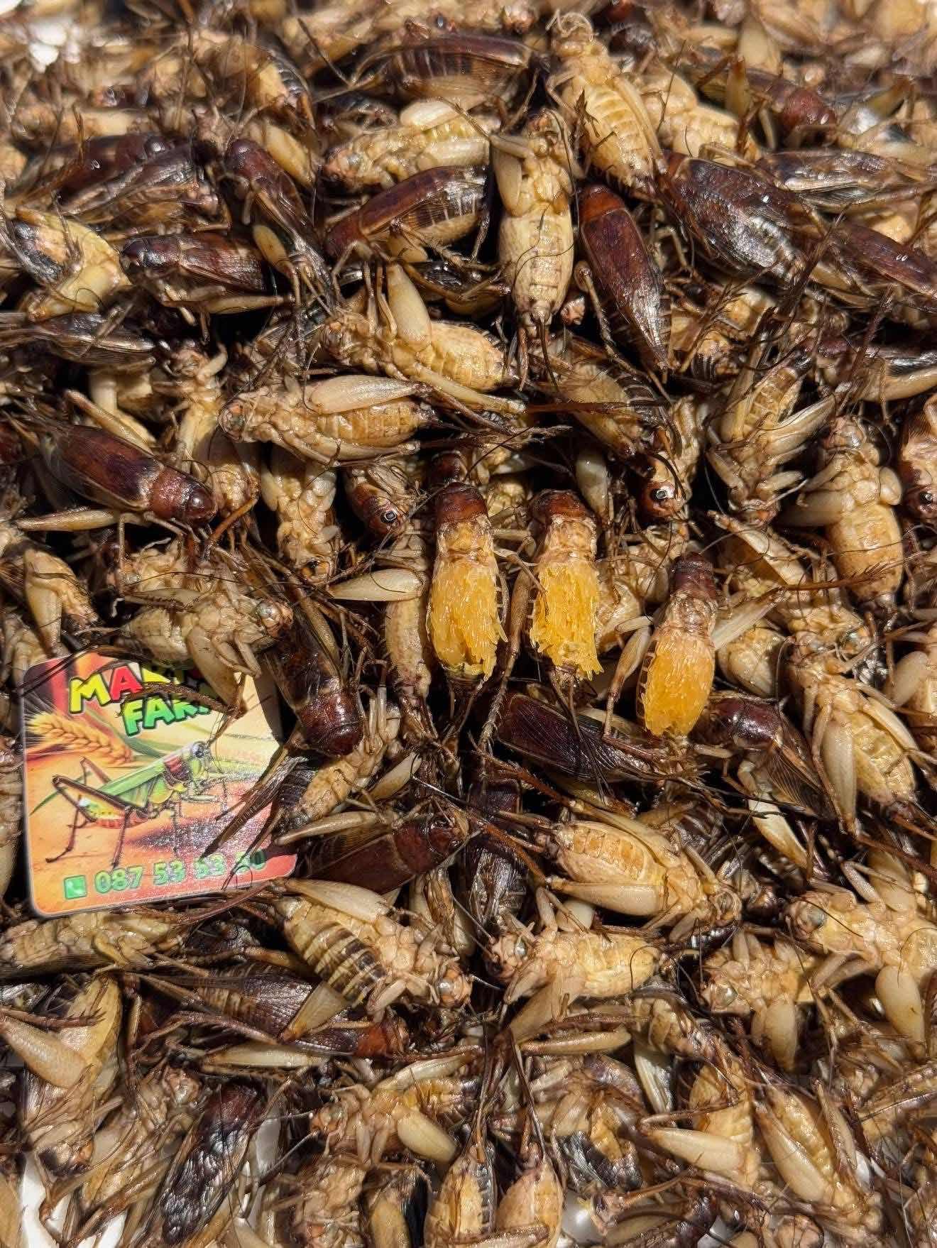 ចង្រិតសរពងលេខ១​ ពង​80%