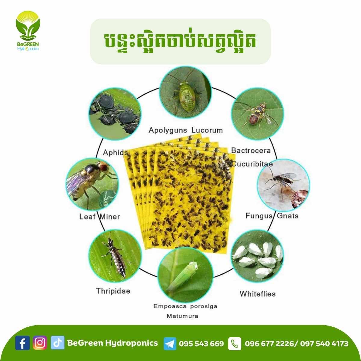 ក្រដាសចាប់សត្វល្អិត (២០សន្លឹក)