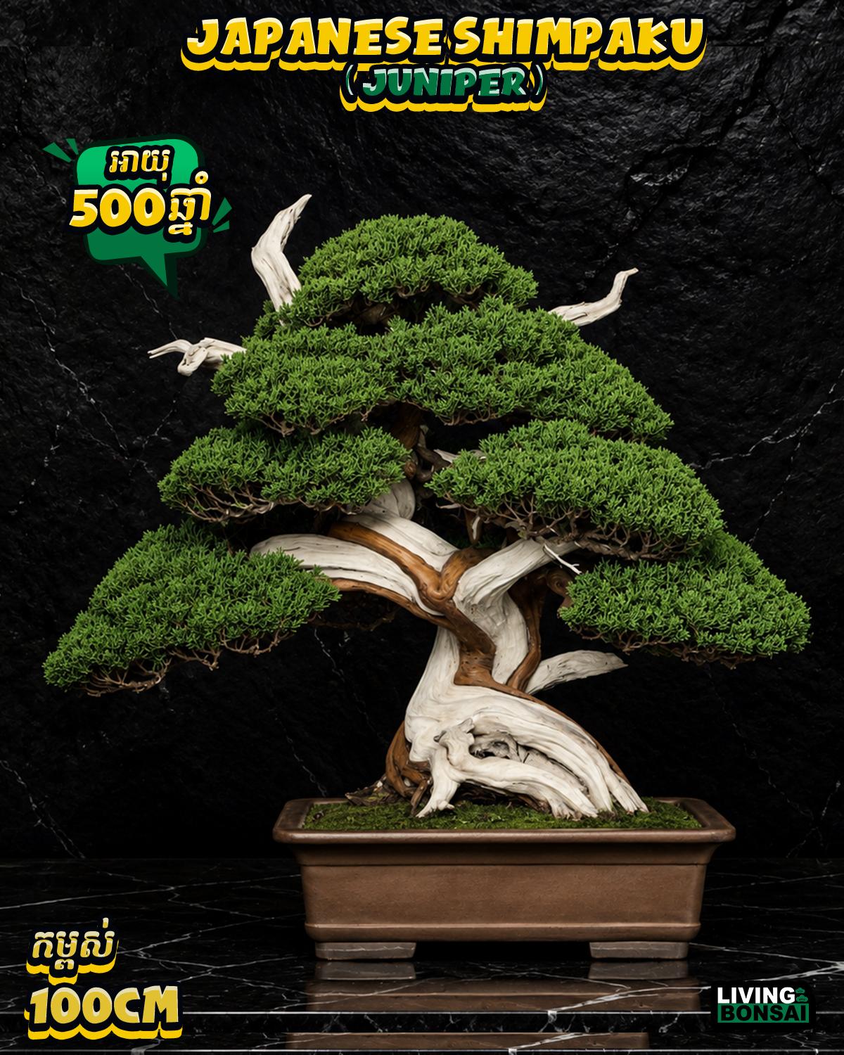 ប្រភេទដើម : Shimpaku ( Juniper ) 🌳🇯🇵✨