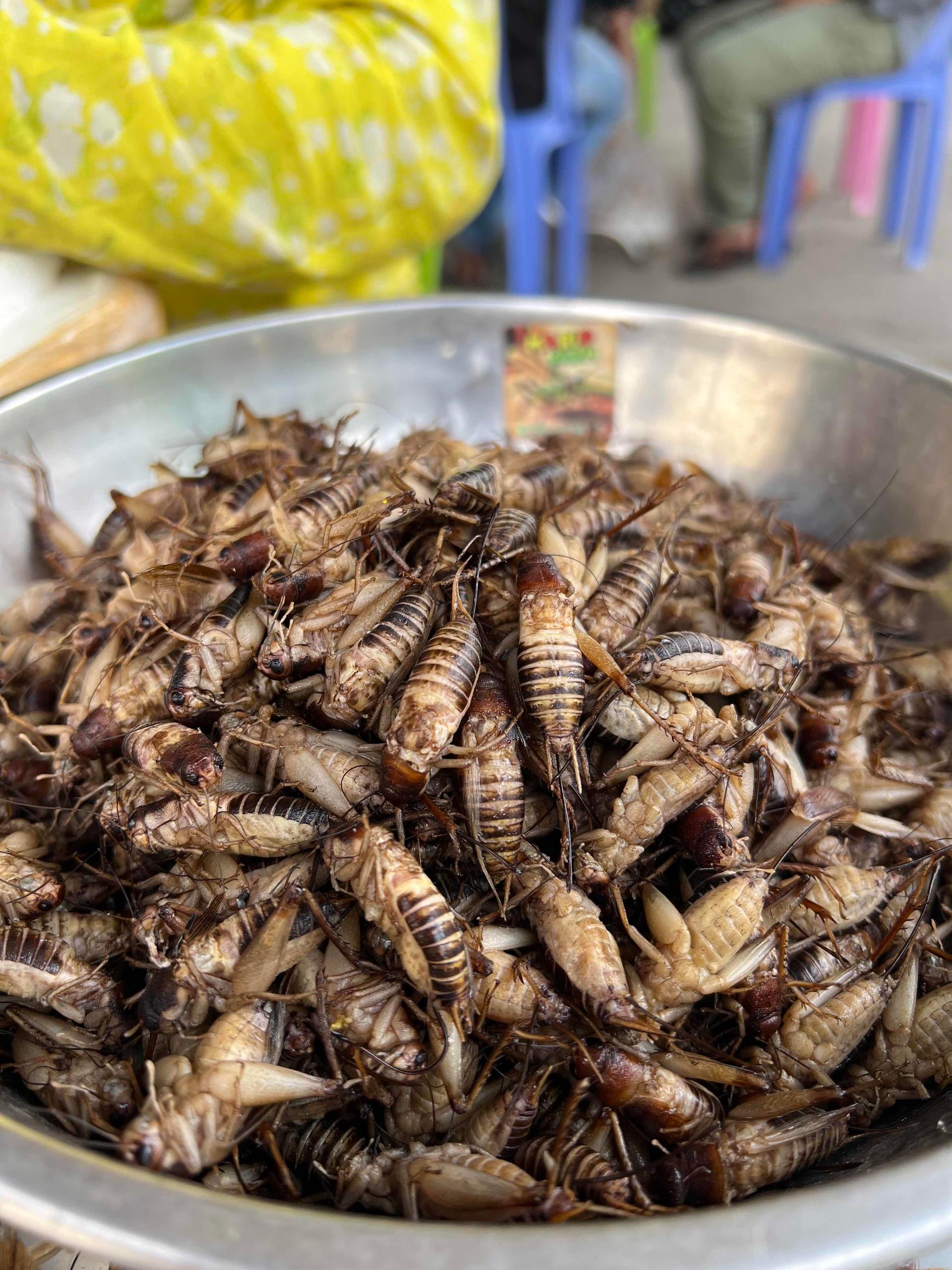 ចង្រិតពងសរ​  បកស្លាបហេីយស្រាប់