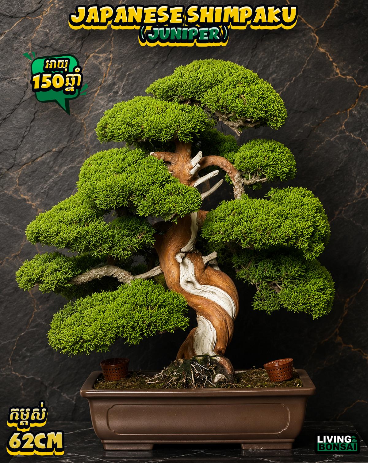 ប្រភេទដើម : Shimpaku ( Juniper ) 🌳🇯🇵✨