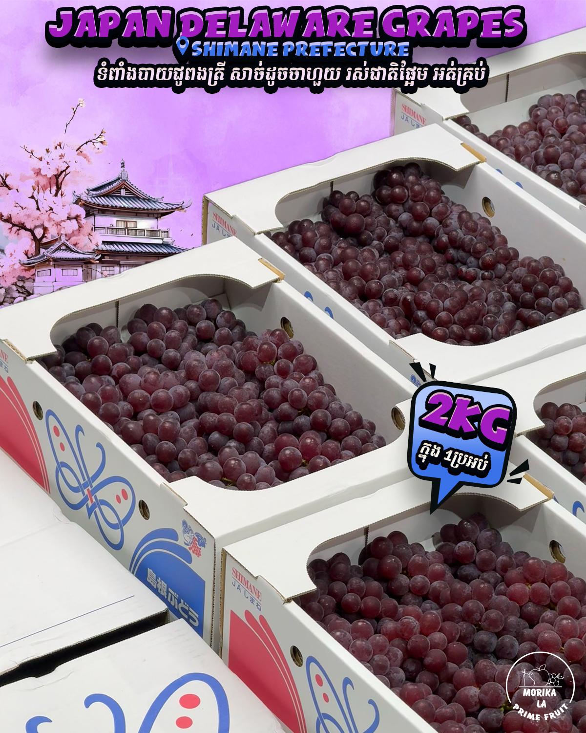 Japan Grapes Delaware Shimame 2kg Gift Box