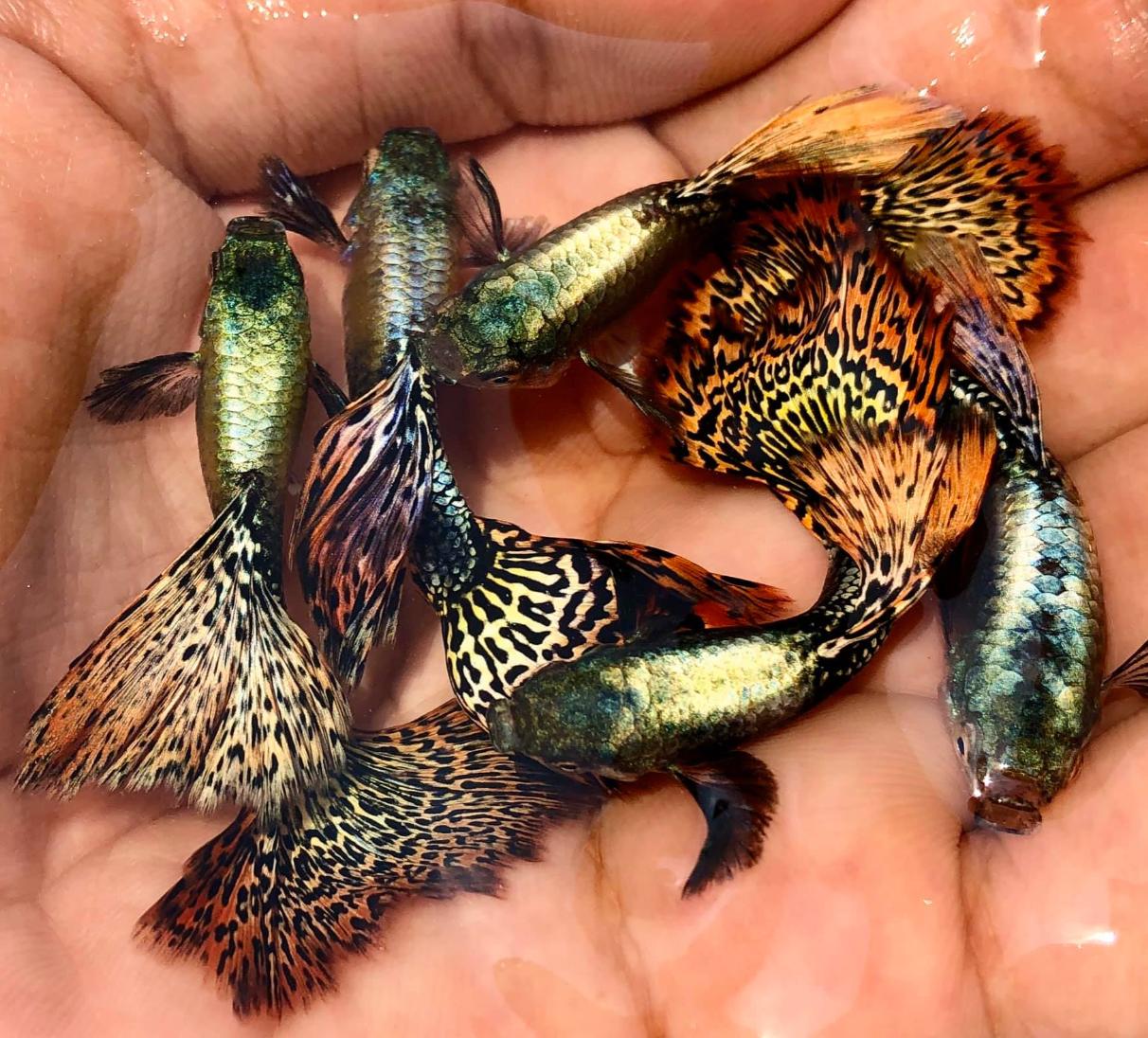 ត្រី 7 ពណ៌ Red Dragon Guppy