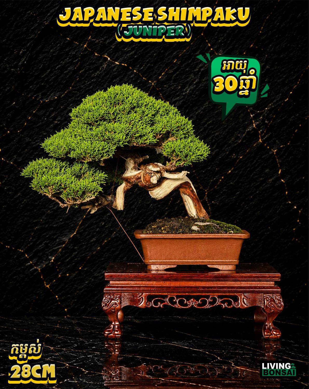 ប្រភេទដើម : Shimpaku ( Juniper ) 🌳🇯🇵✨
