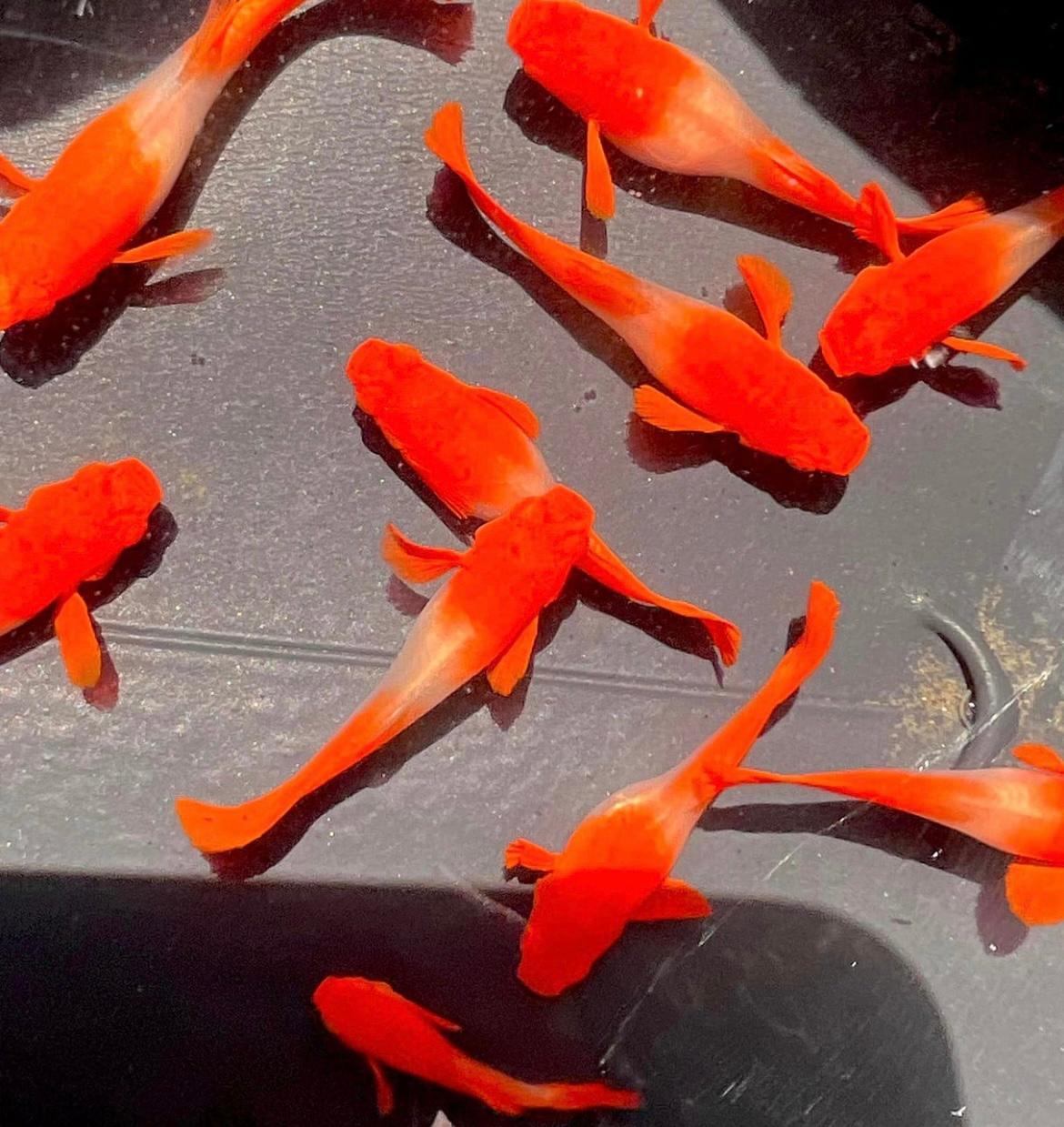 ត្រី 7 ពណ៌ Red Koi Guppy