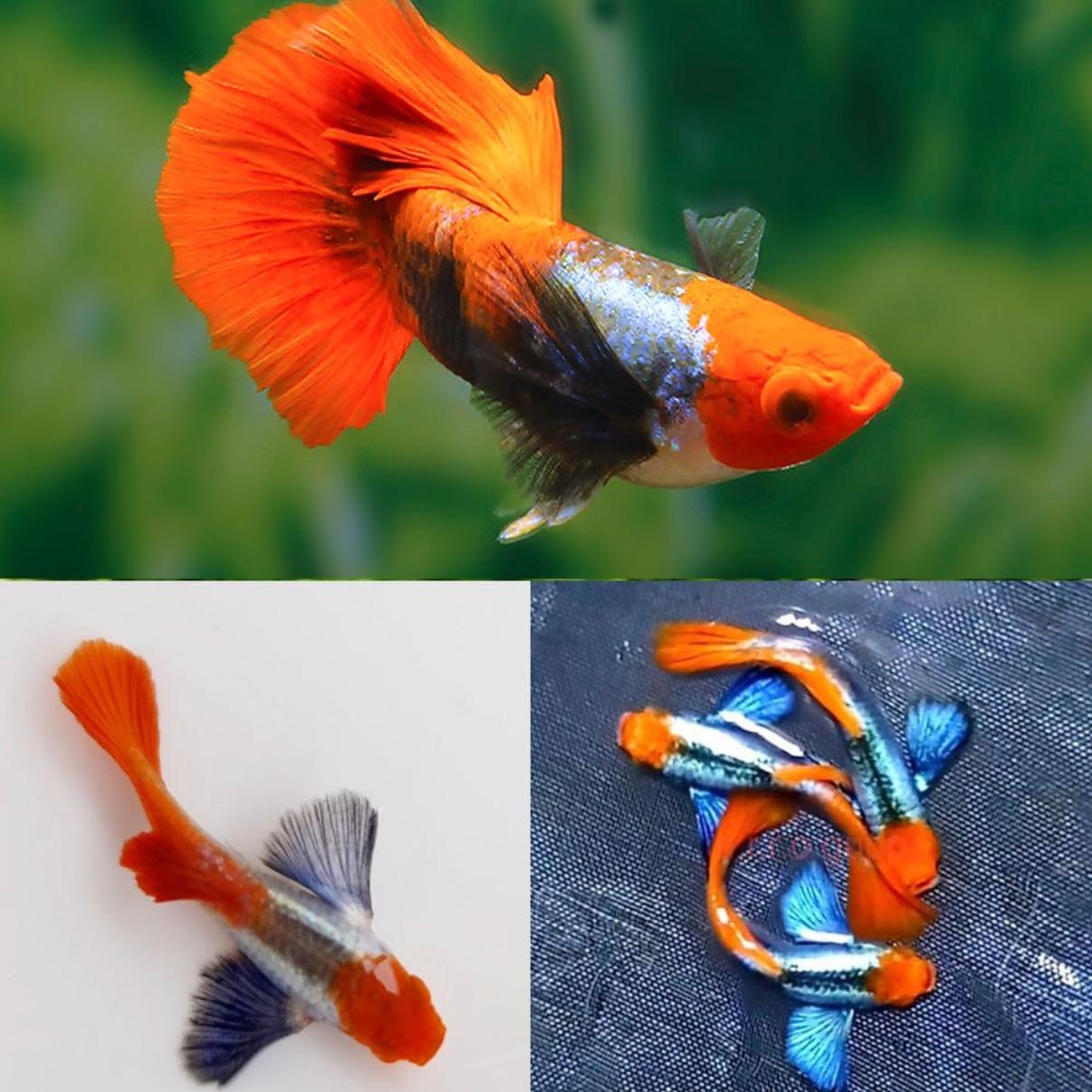 ត្រី 7 ពណ៌ Dumbo Koi Guppy