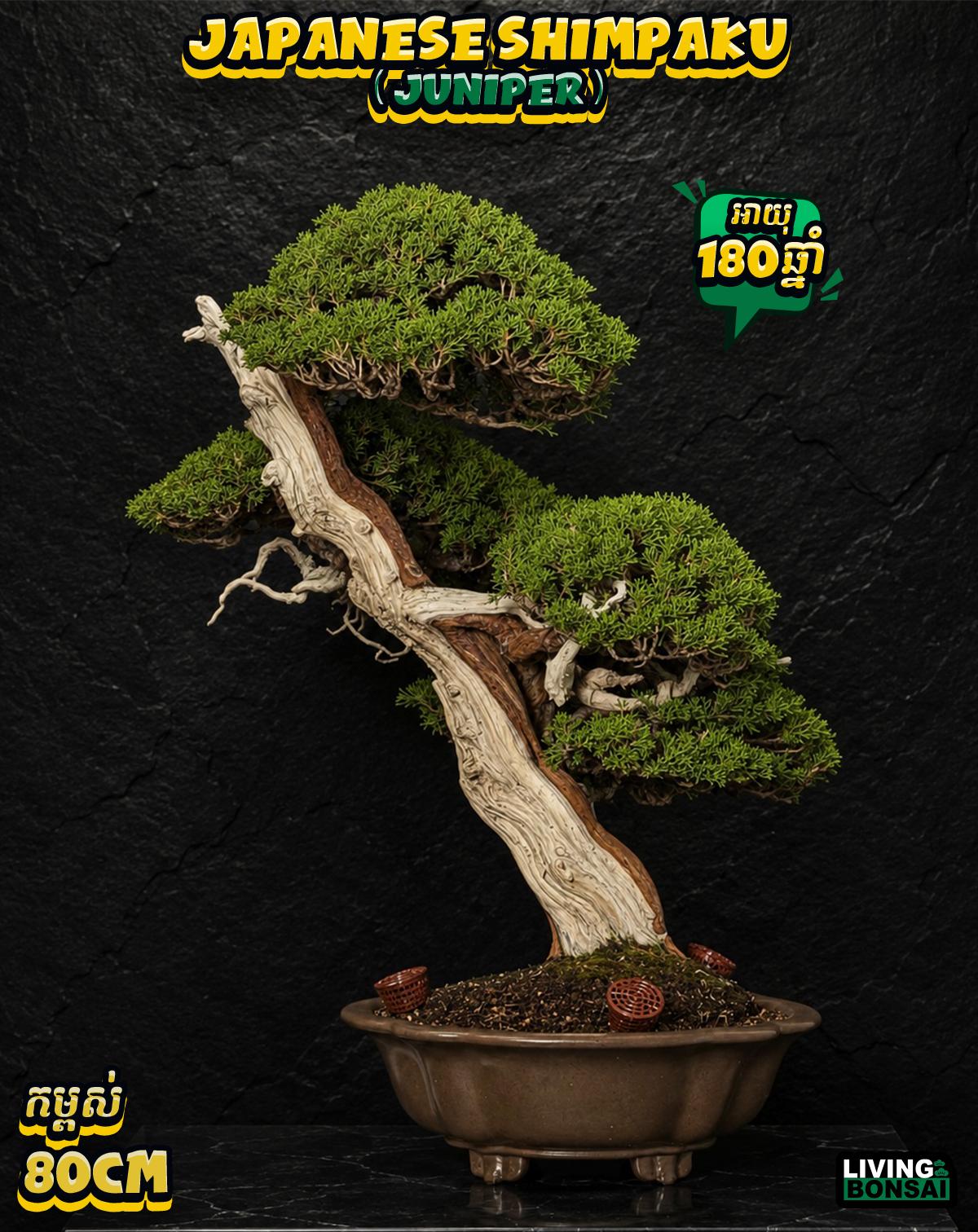 ប្រភេទដើម : Shimpaku ( Juniper ) 🌳🇯🇵✨