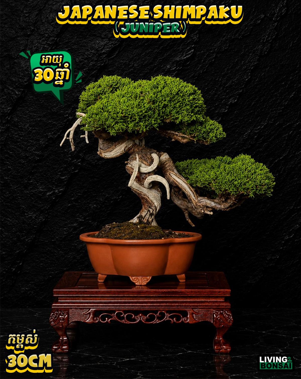 ប្រភេទដើម : Shimpaku ( Juniper ) 🌳🇯🇵✨