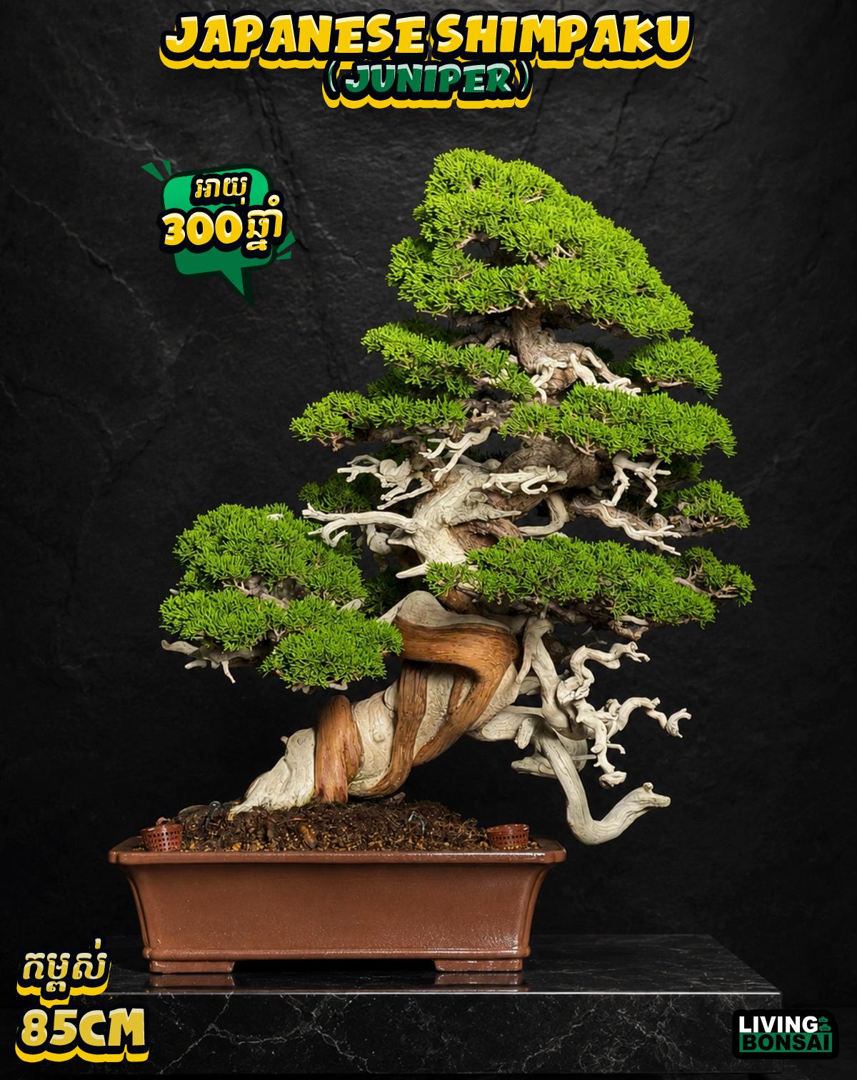 ប្រភេទដើម : Shimpaku ( Juniper ) 🌳🇯🇵✨