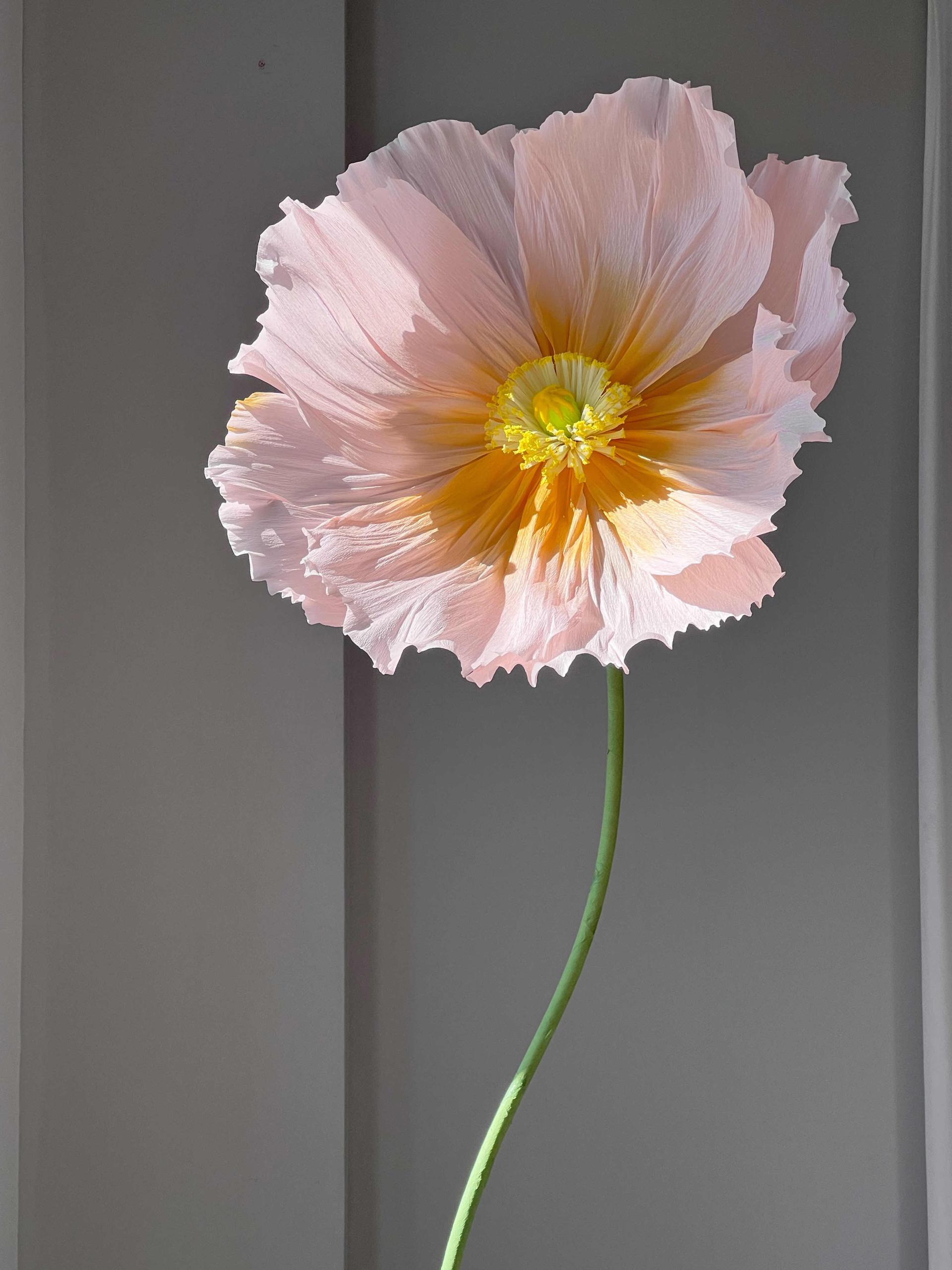 Poppy flowers
