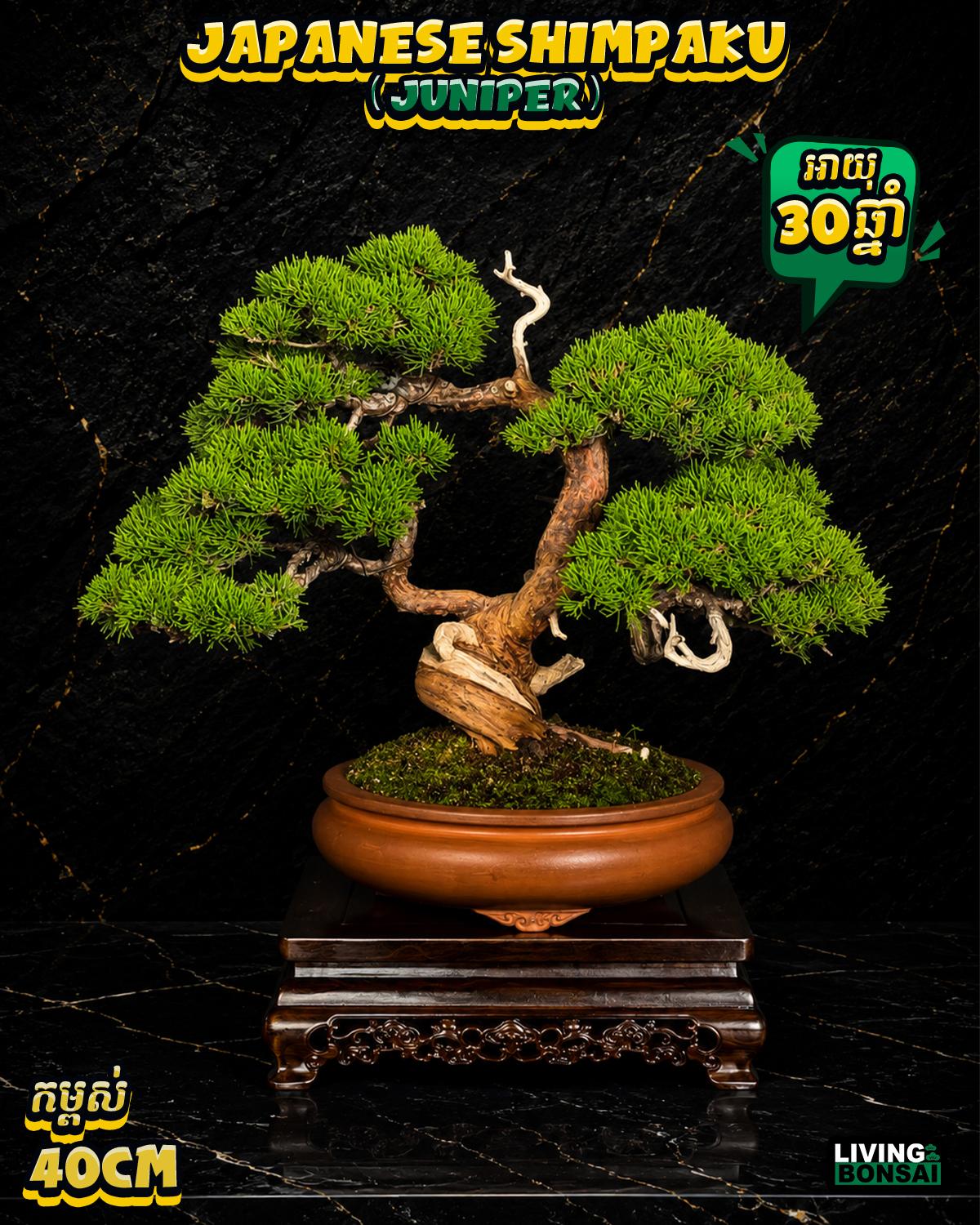ប្រភេទដើម : Shimpaku ( Juniper ) 🌳🇯🇵✨