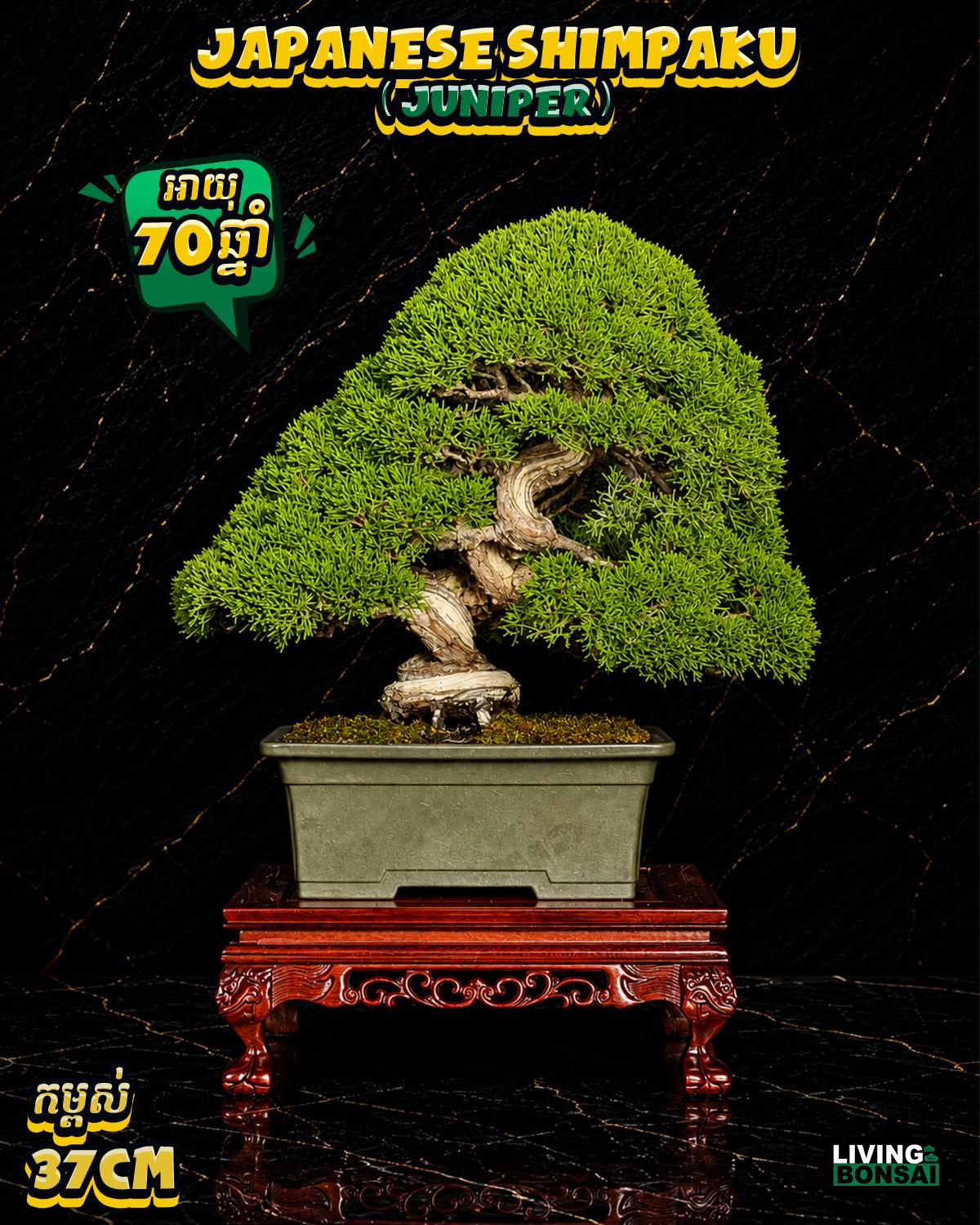 ប្រភេទដើម : Shimpaku ( Juniper ) 🌳🇯🇵✨