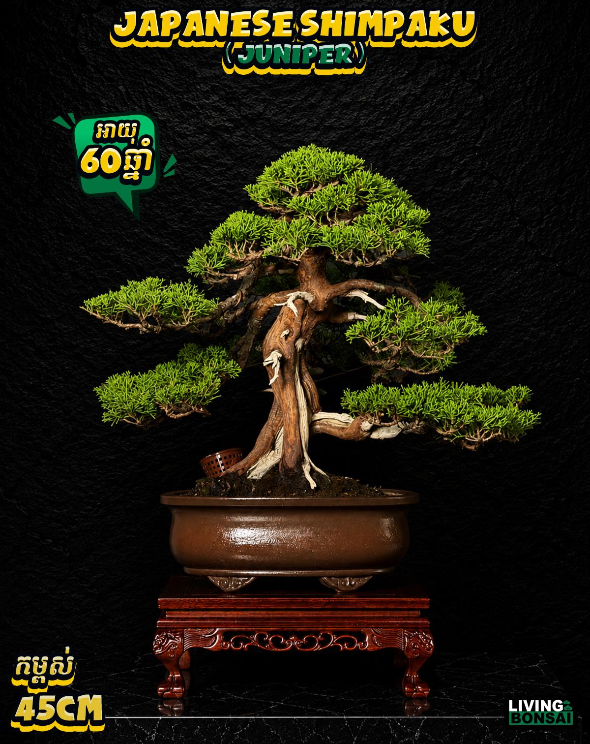 ប្រភេទដើម : Shimpaku ( Juniper ) 🌳🇯🇵✨