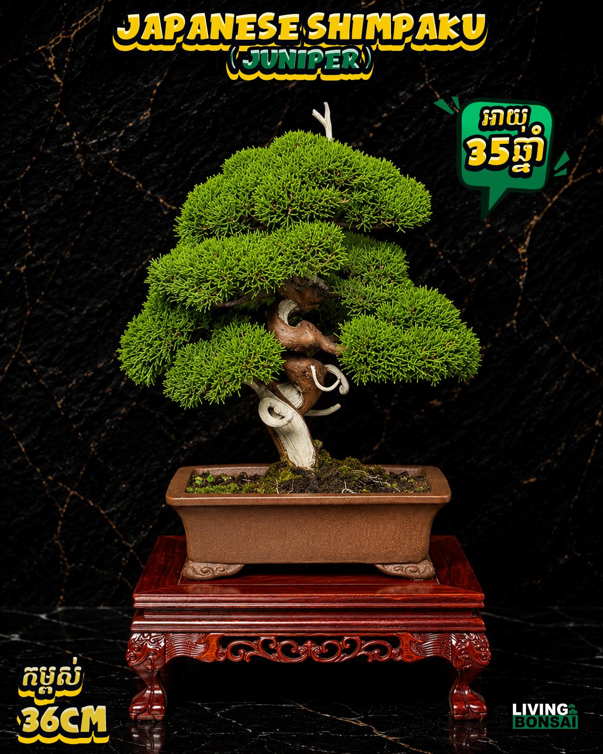 ប្រភេទដើម : Shimpaku ( Juniper ) 🌳🇯🇵✨