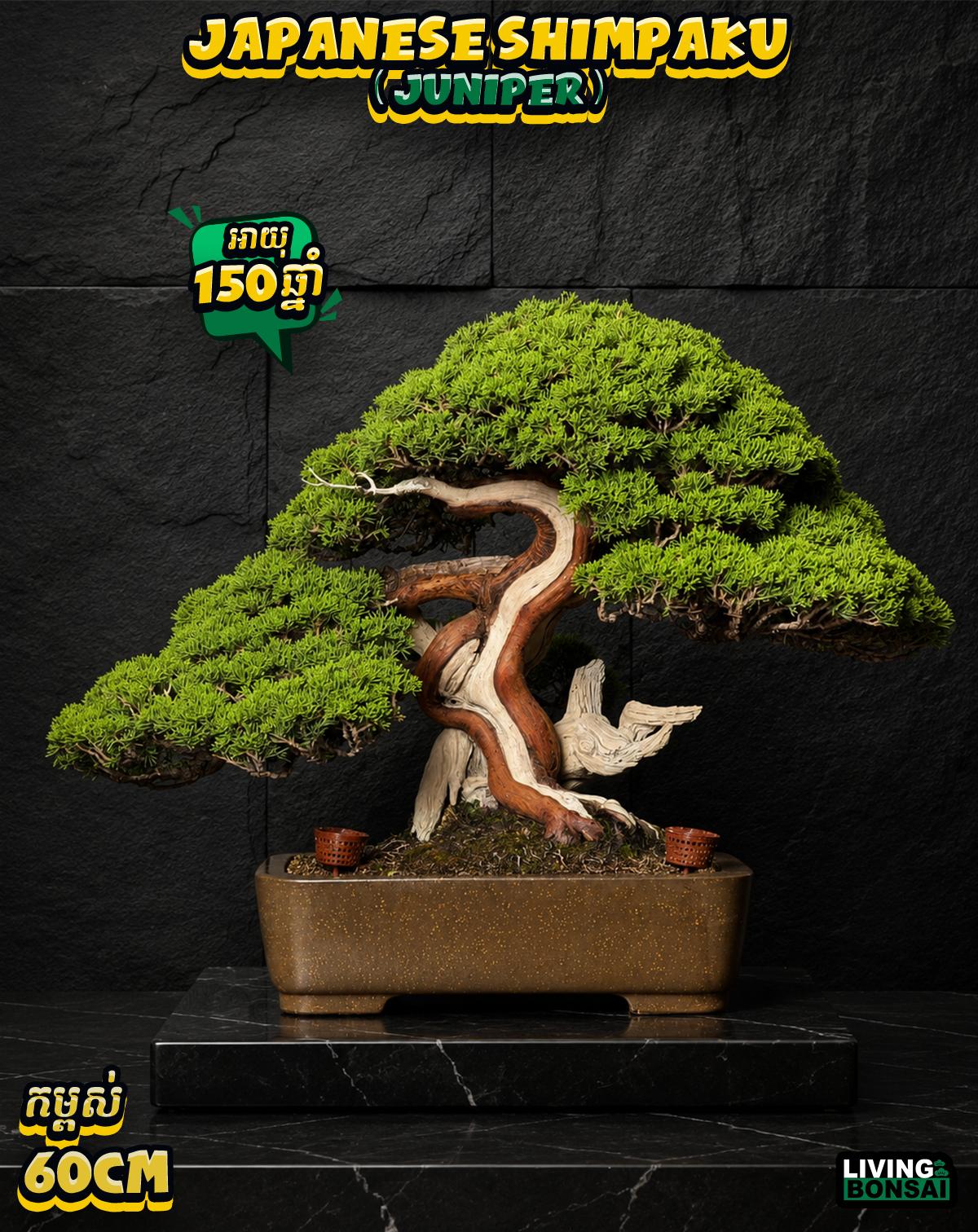 ប្រភេទដើម : Shimpaku ( Juniper ) 🌳🇯🇵✨