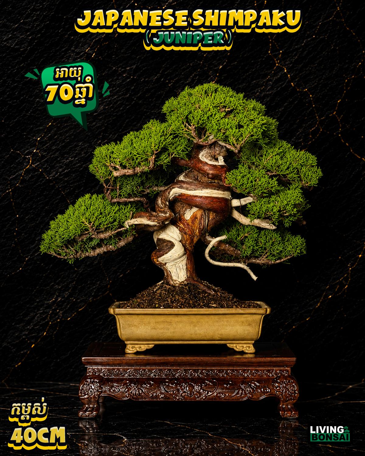 ប្រភេទដើម : Shimpaku ( Juniper ) 🌳✨