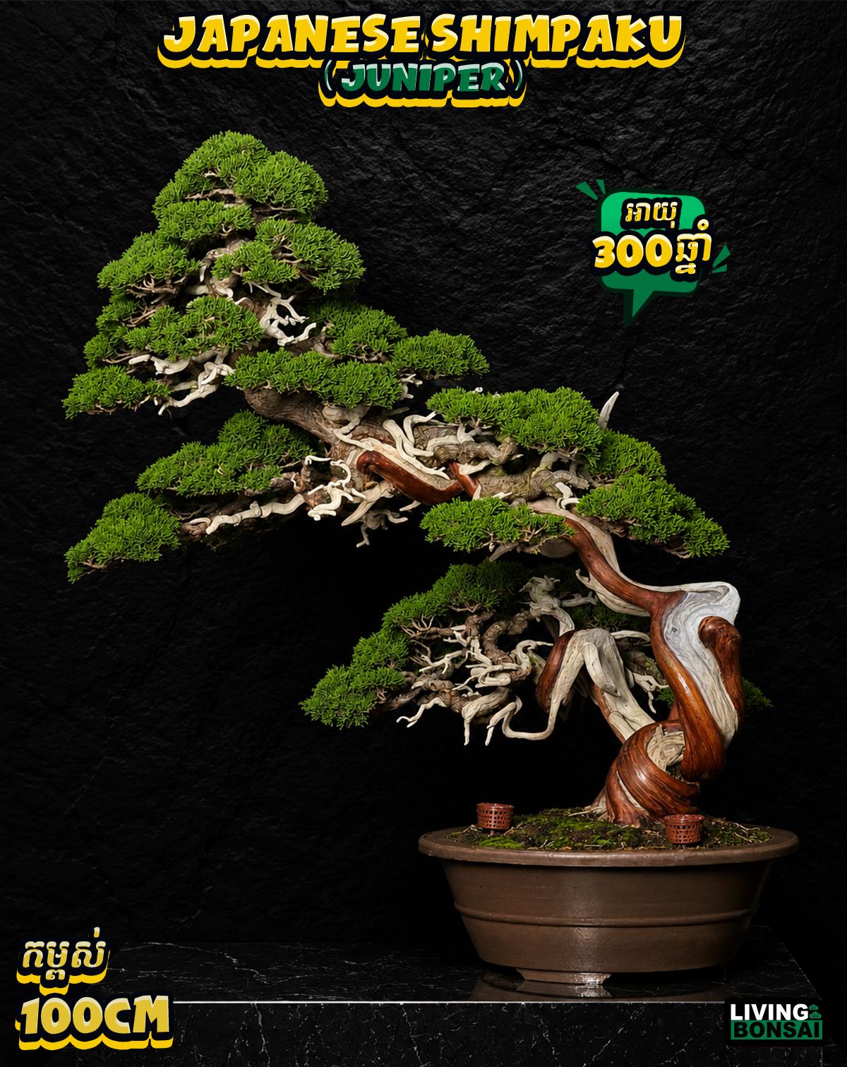 ប្រភេទដើម : Shimpaku ( Juniper ) 🌳🇯🇵✨