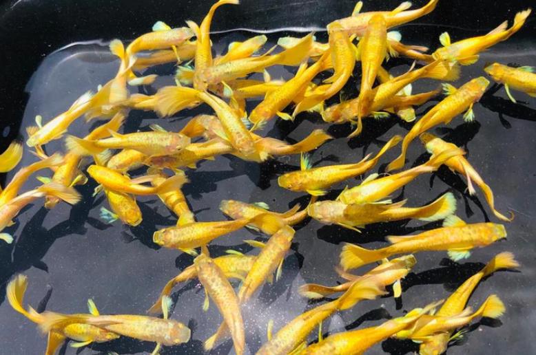 ត្រី 7 ពណ៌ Full Gold Guppy