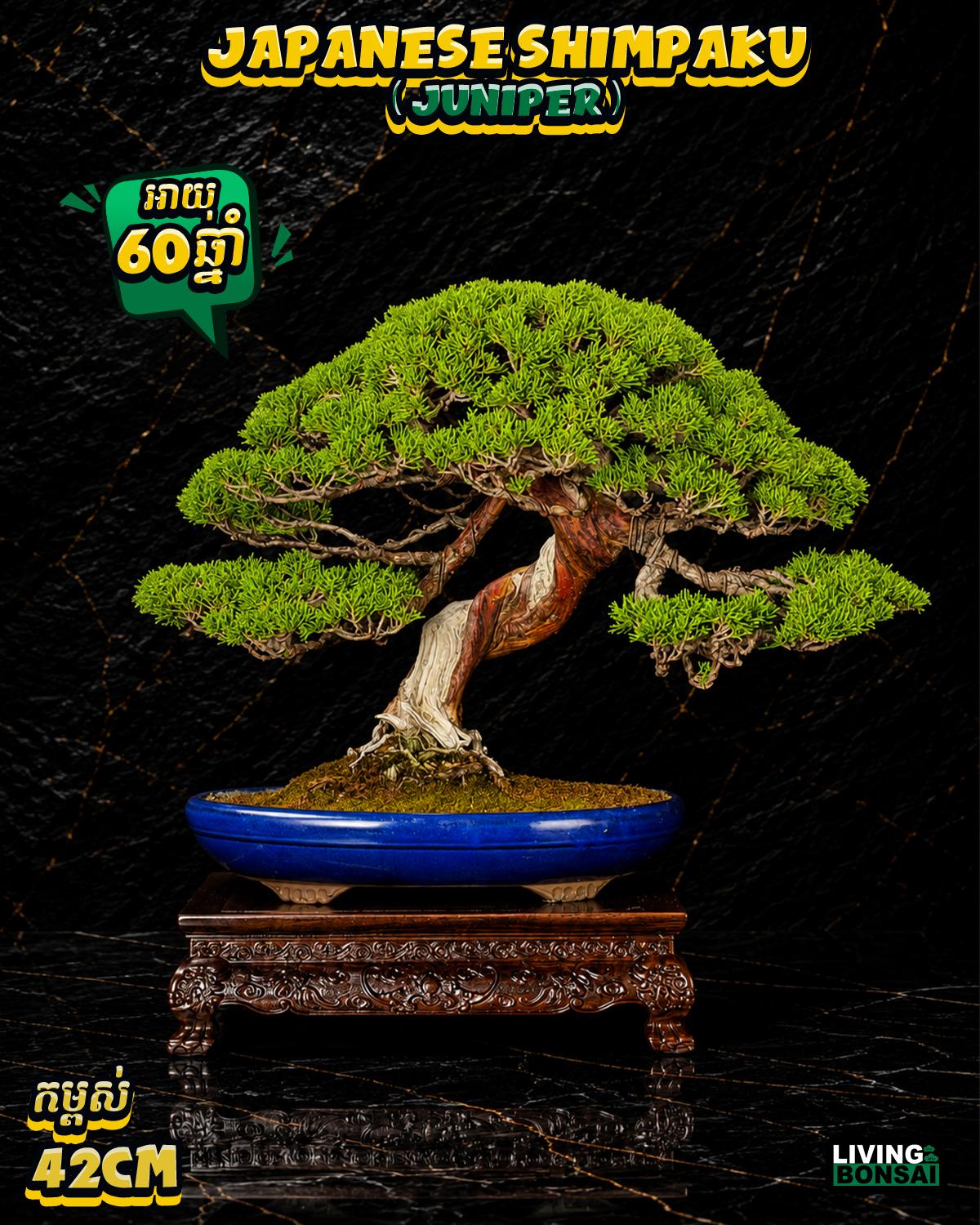 ប្រភេទដើម : Shimpaku ( Juniper ) 🌳🇯🇵✨